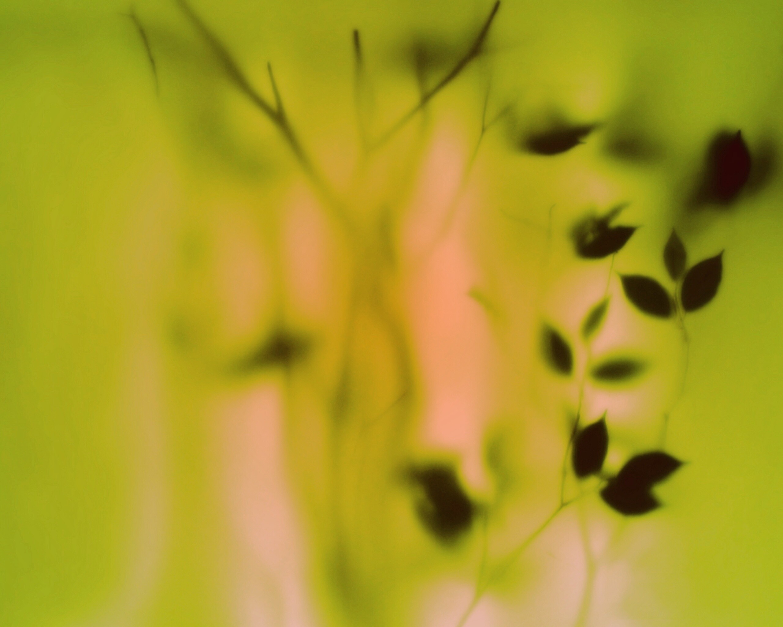 Зелень за стеклом обои