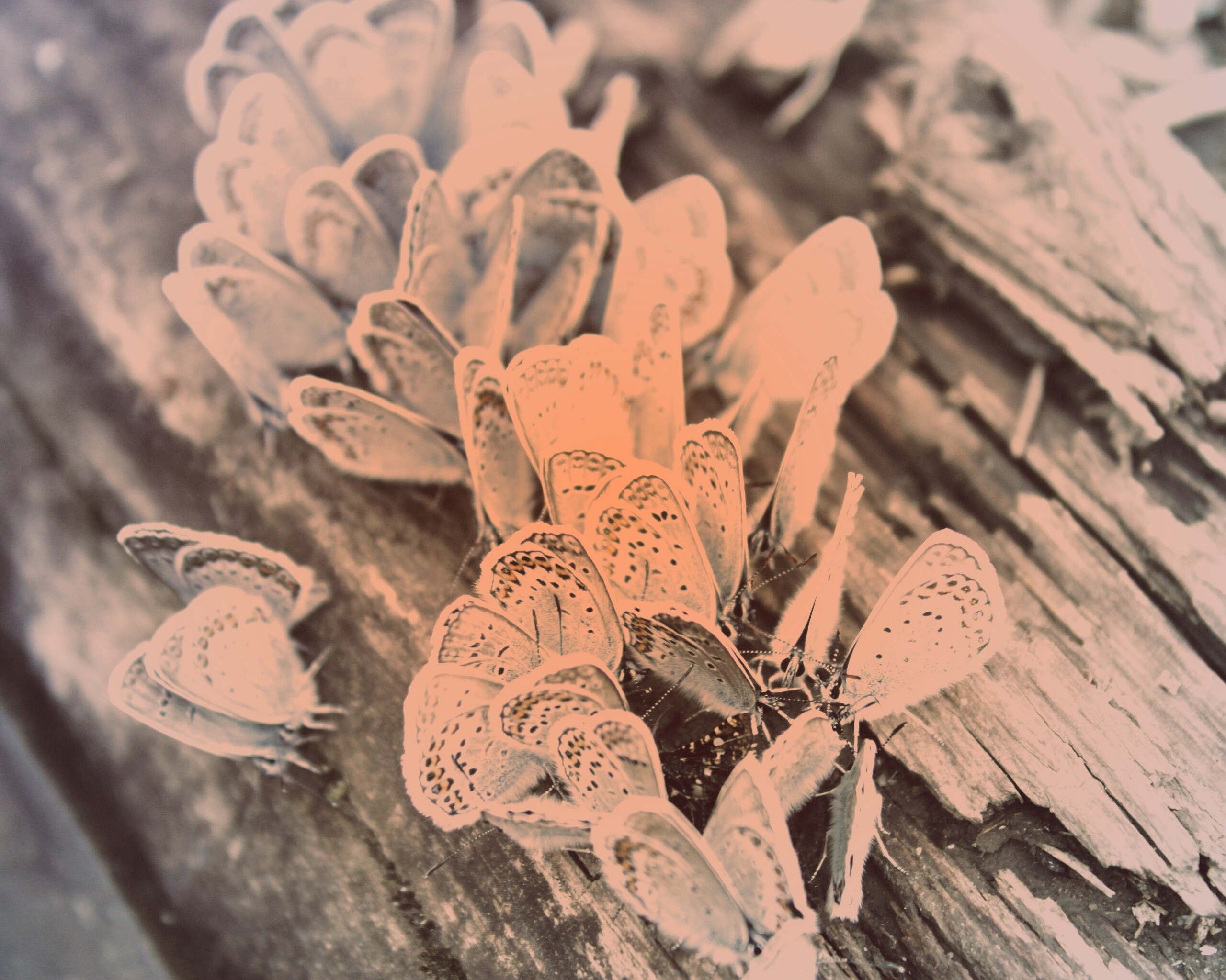 Голубые бабочки обои