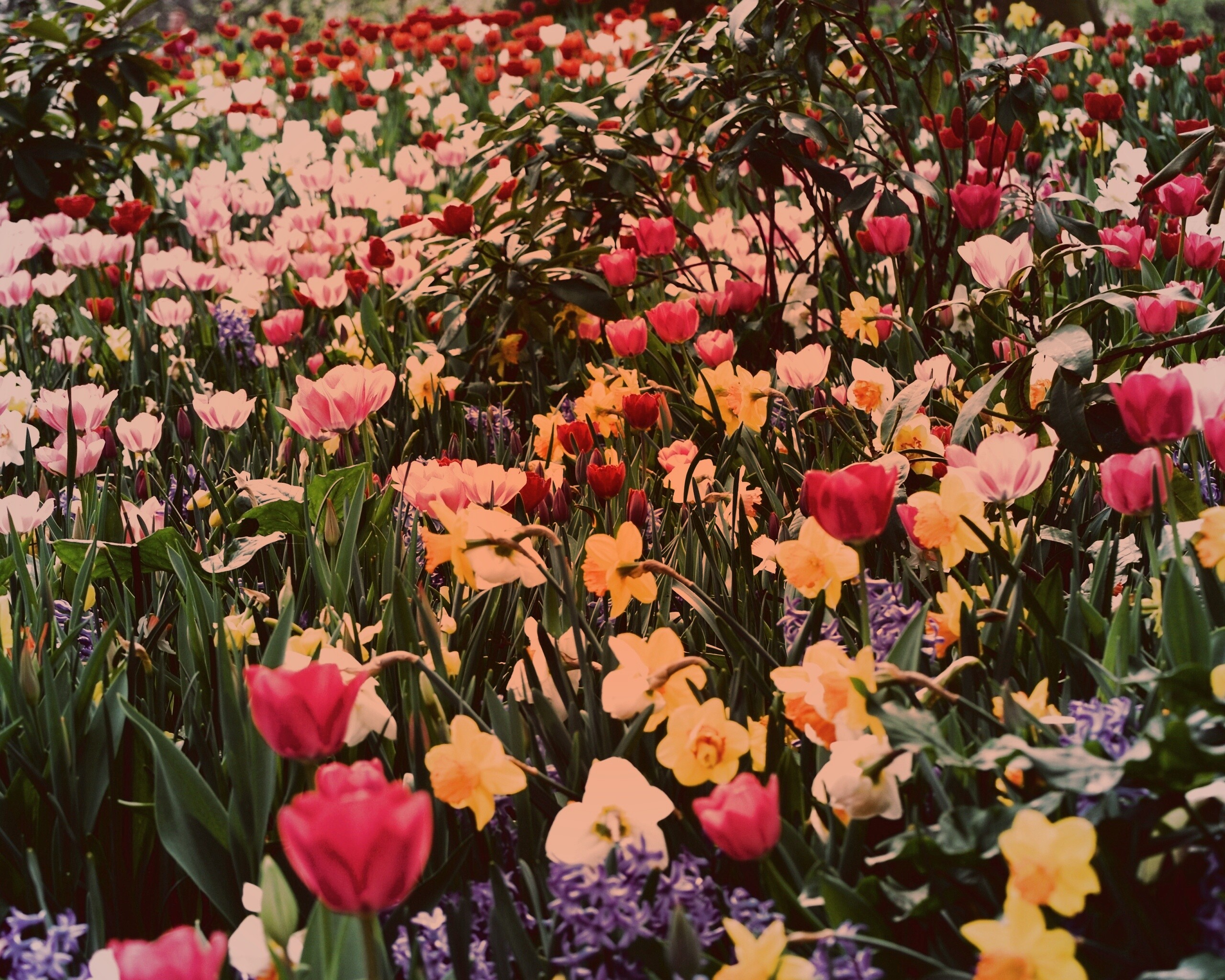 Поляна со множеством цветов обои