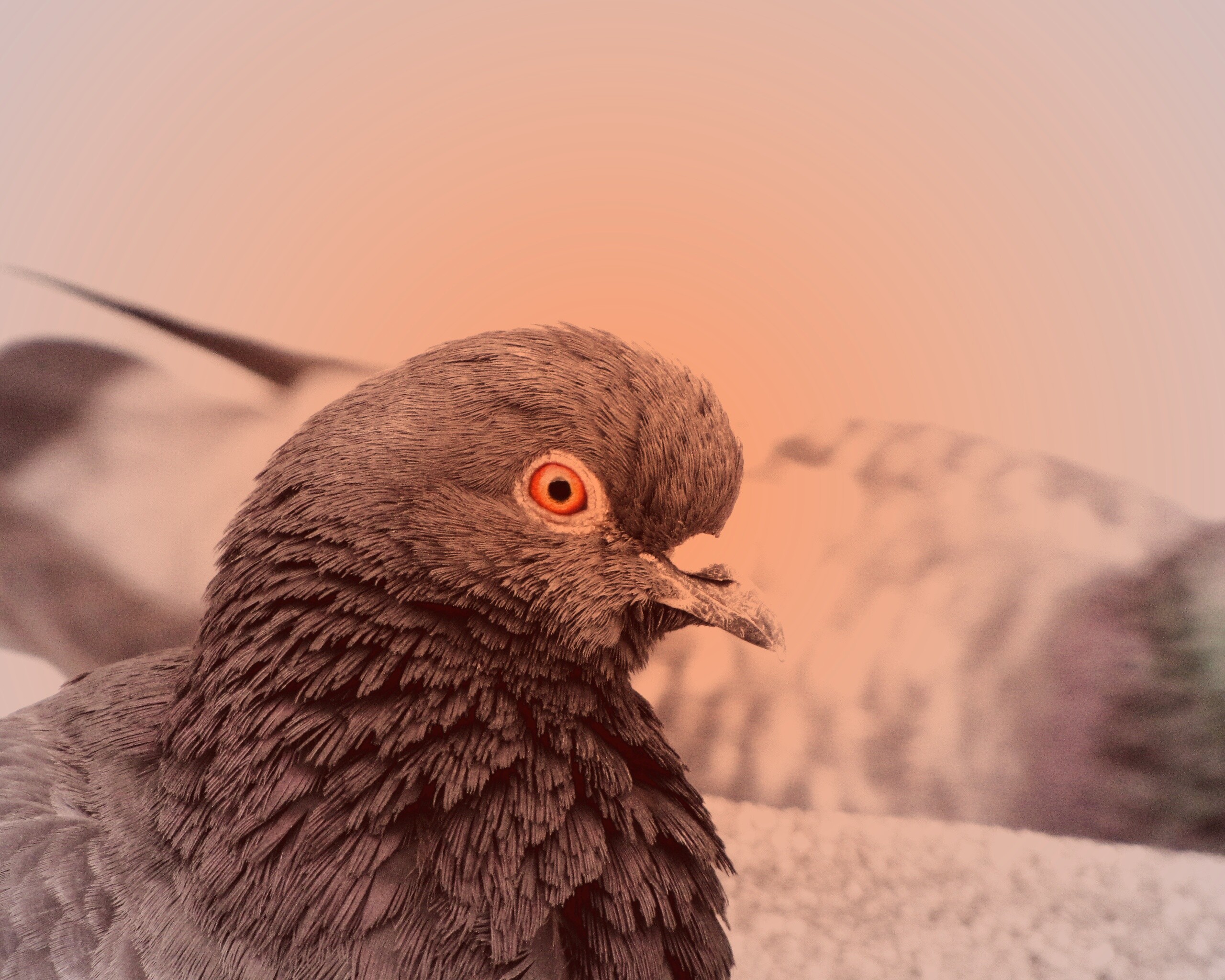 Смотрит в самую душу обои