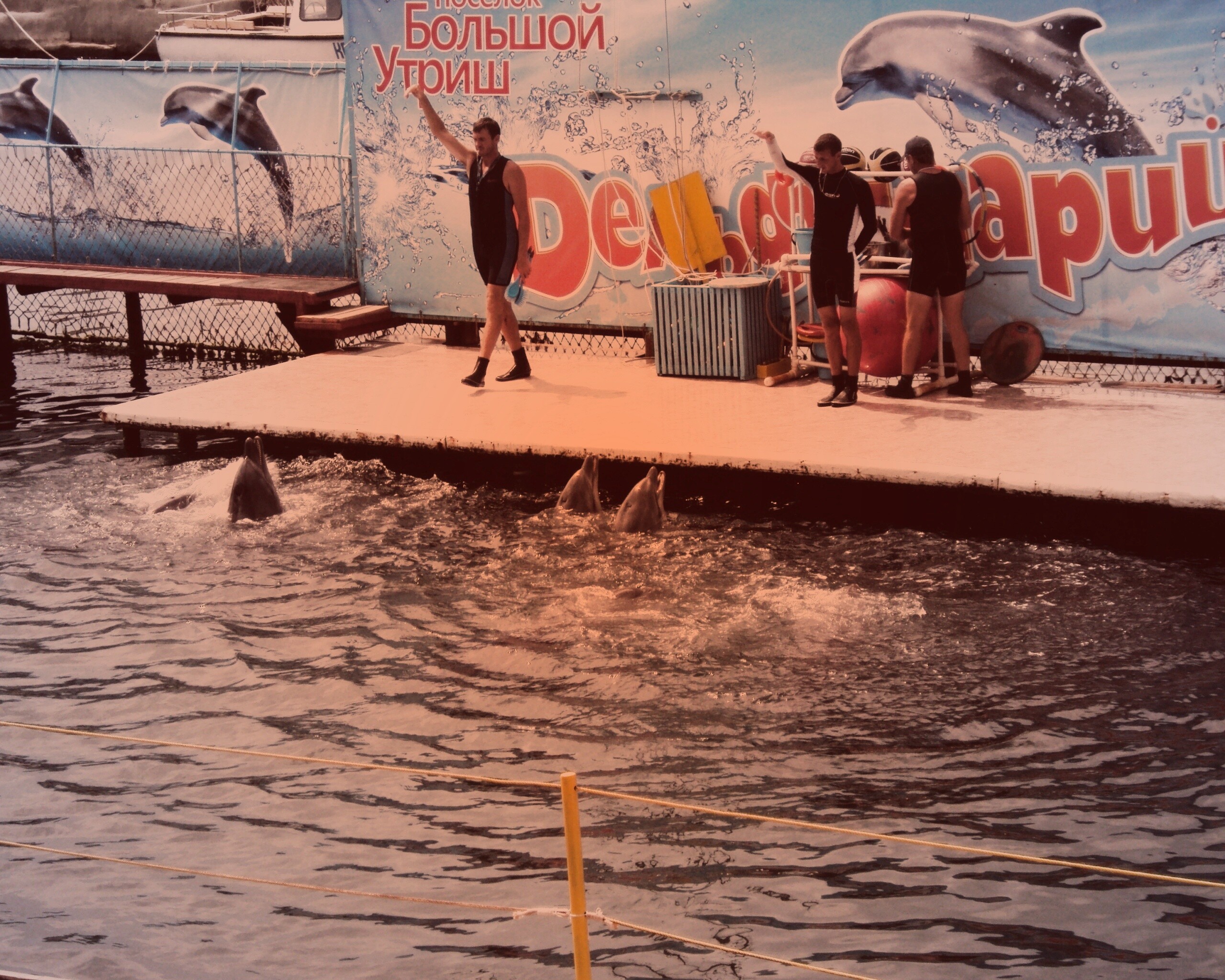 Утро в дельфинарии обои