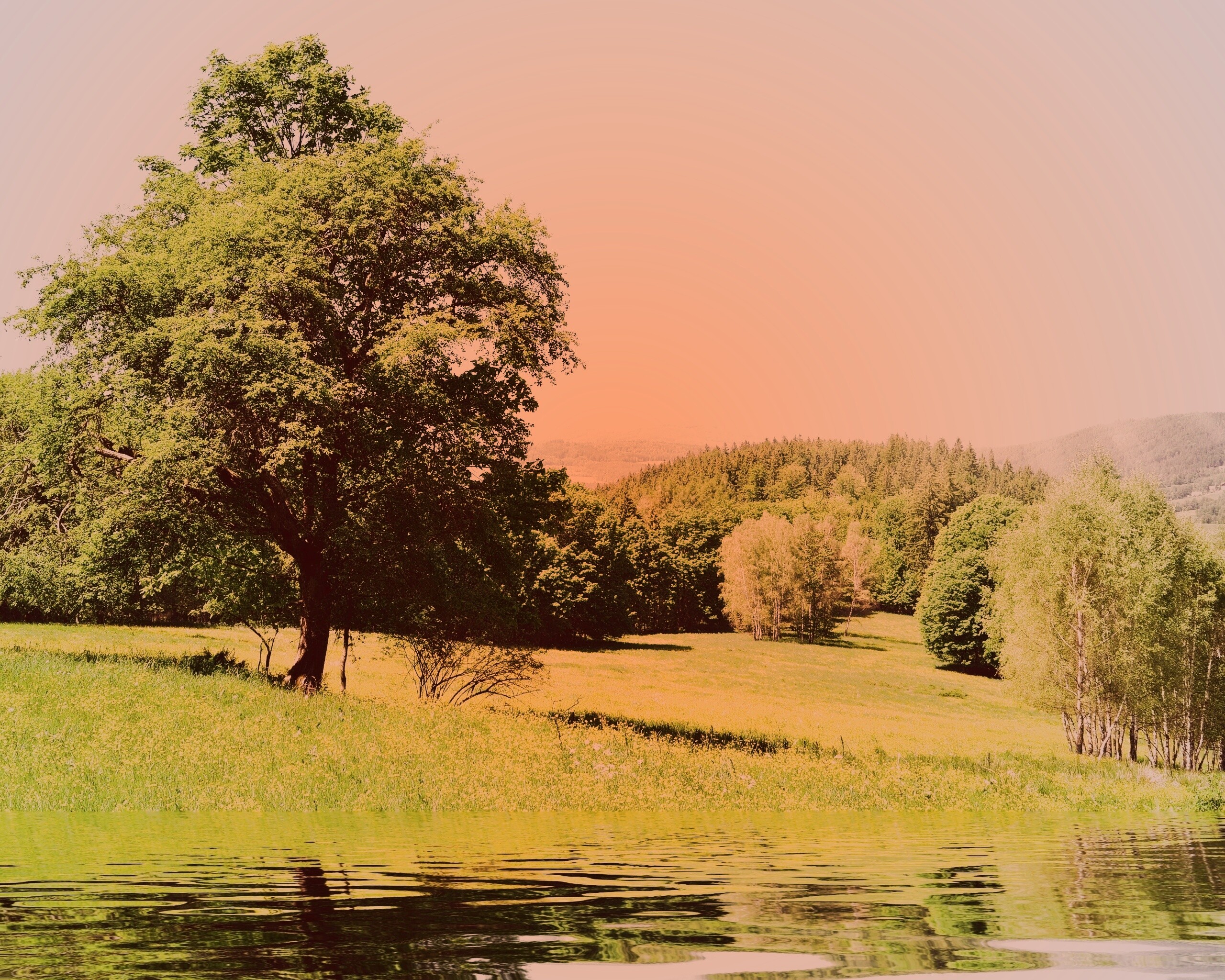 Дерево у воды обои