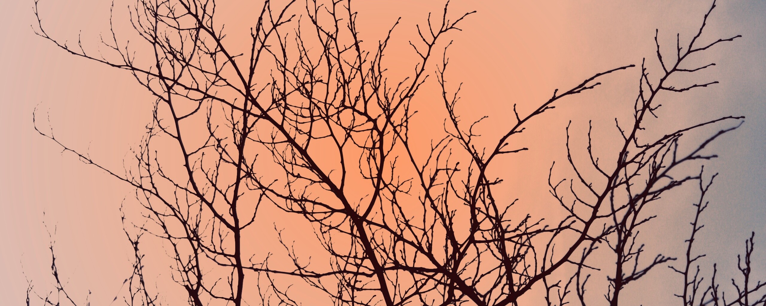 Ветвистое дерево обои