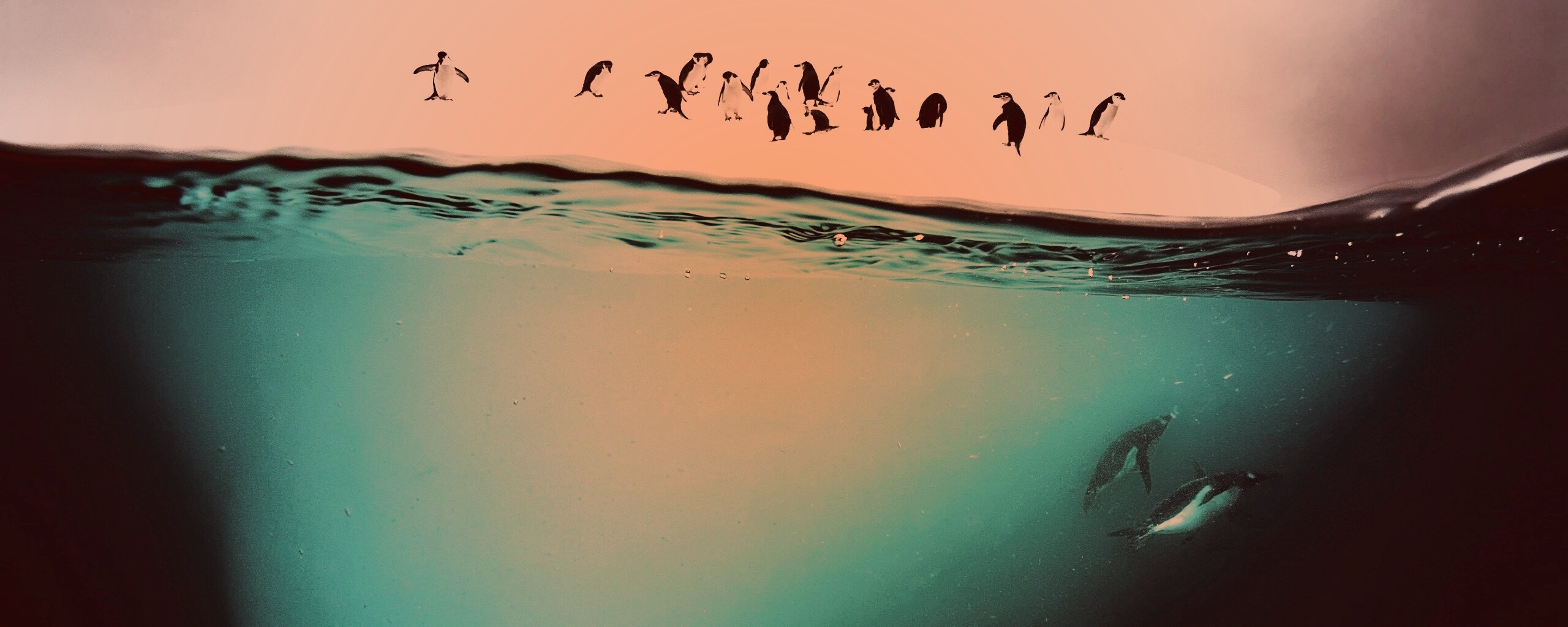 Пингвины обои