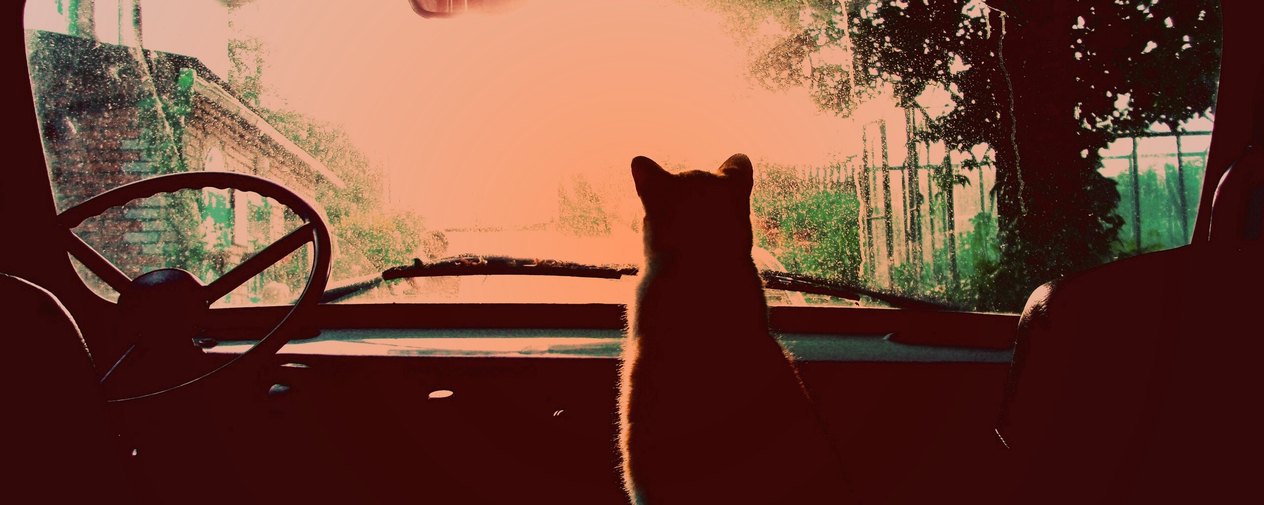 Кот навигатор обои