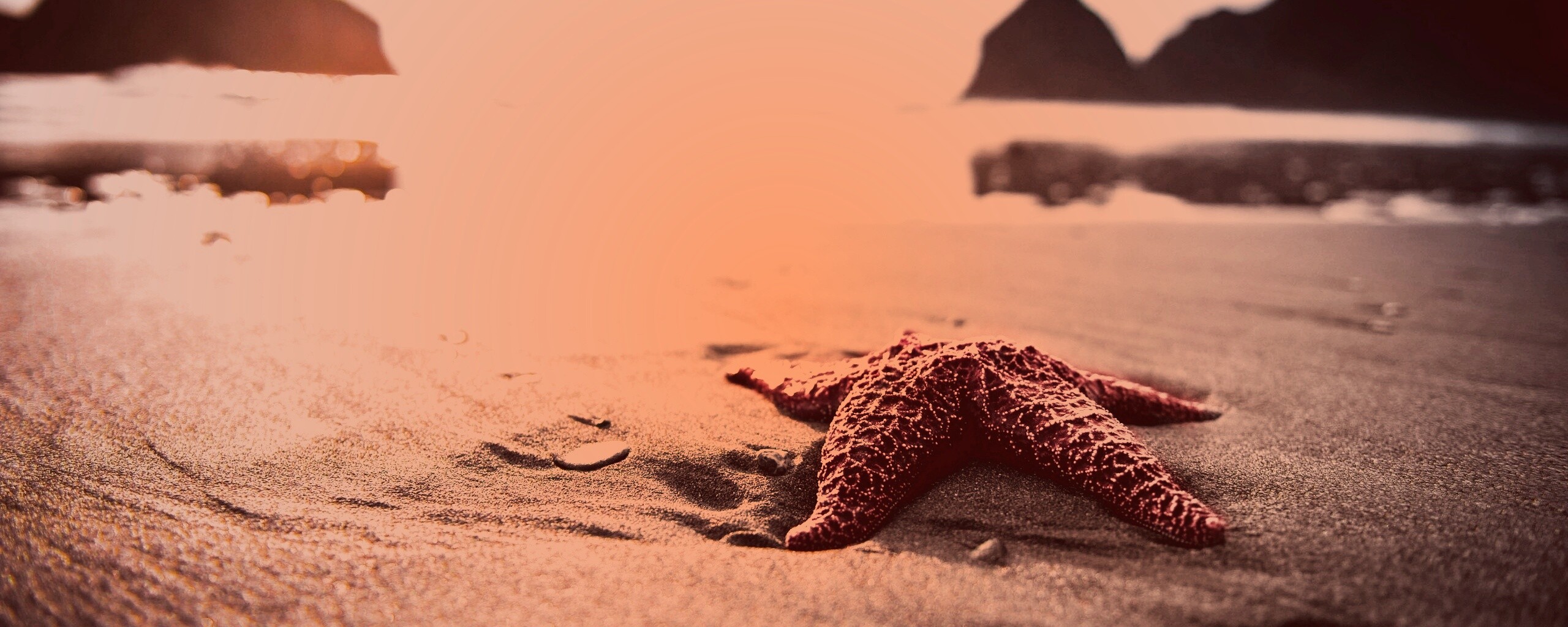 Морская звезда обои