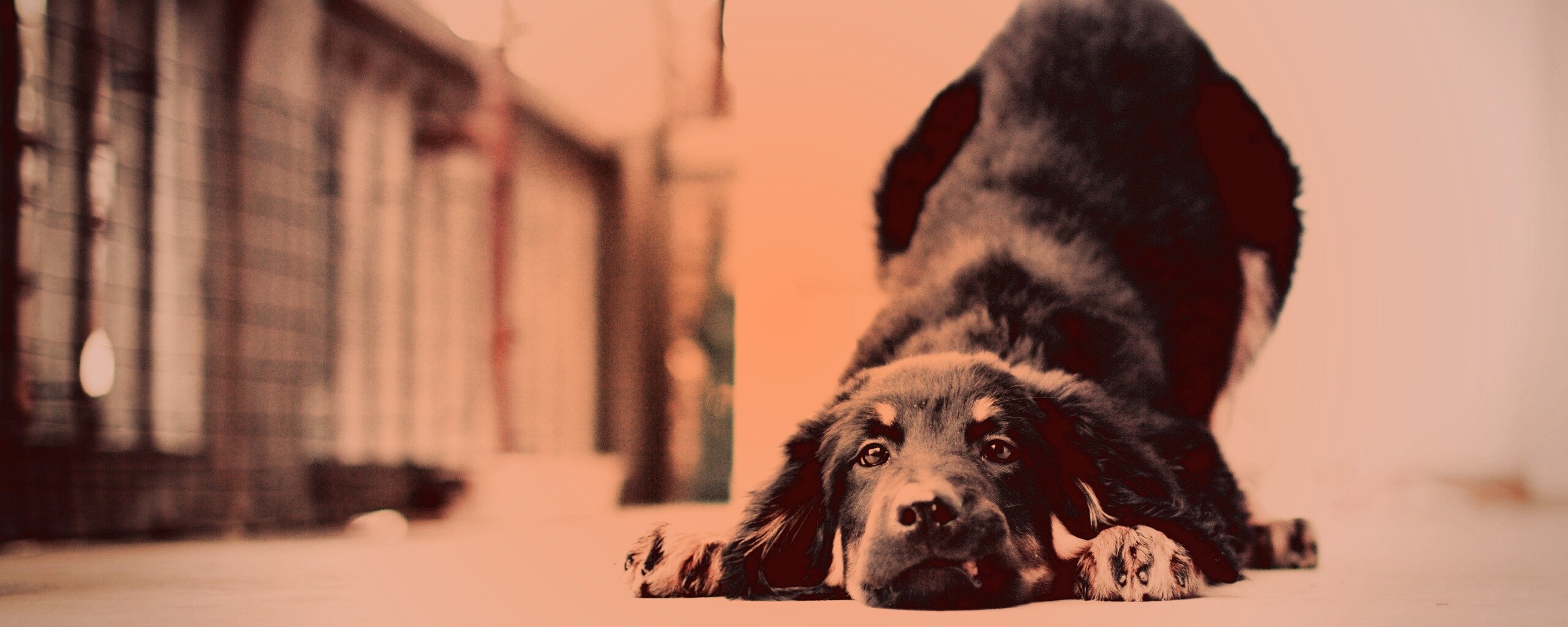 Игривый пес обои