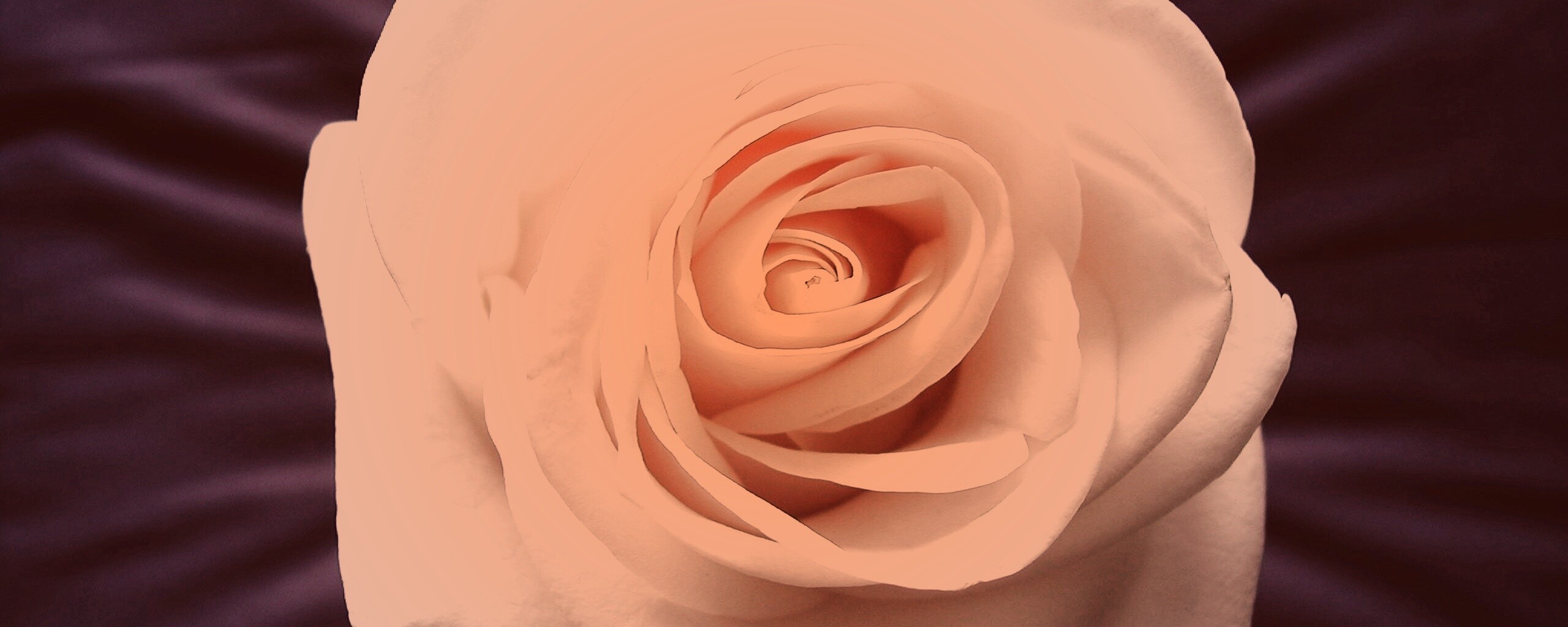 Белая роза обои