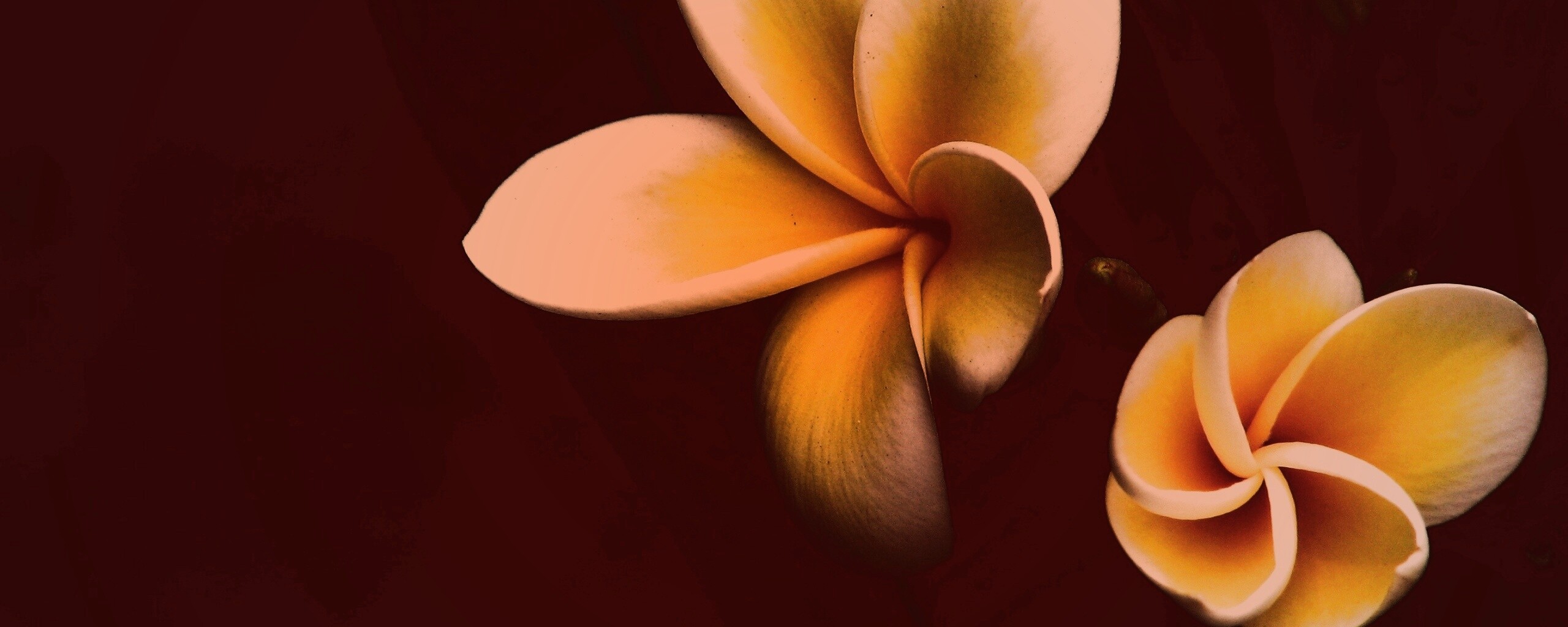 Цветки обои