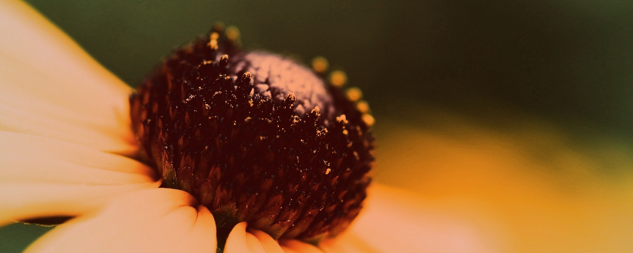 Золотой цветок обои