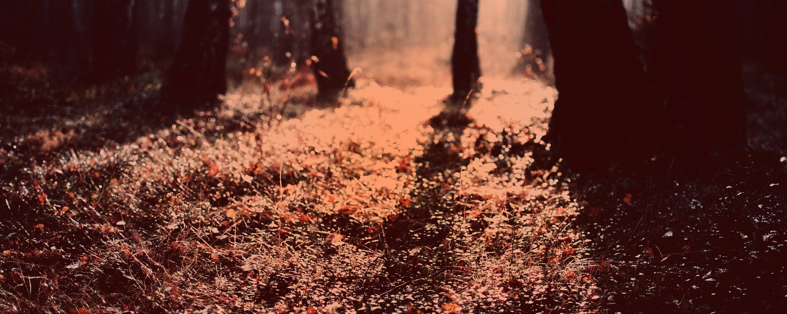 Лесная земля обои