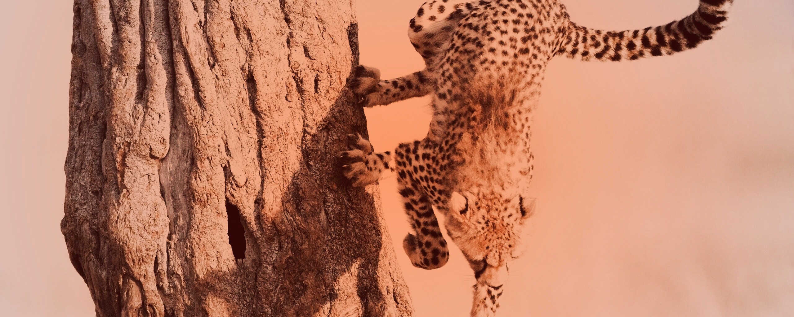 Скалолаз обои