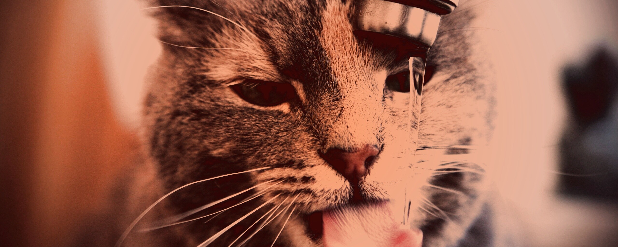 Кот пьет из под крана обои