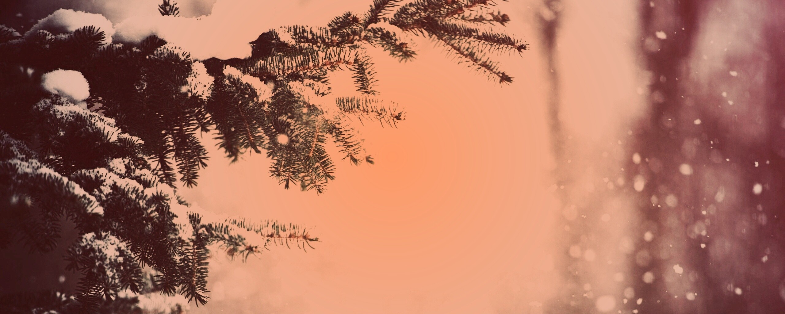 Еловые лапы в снегу обои