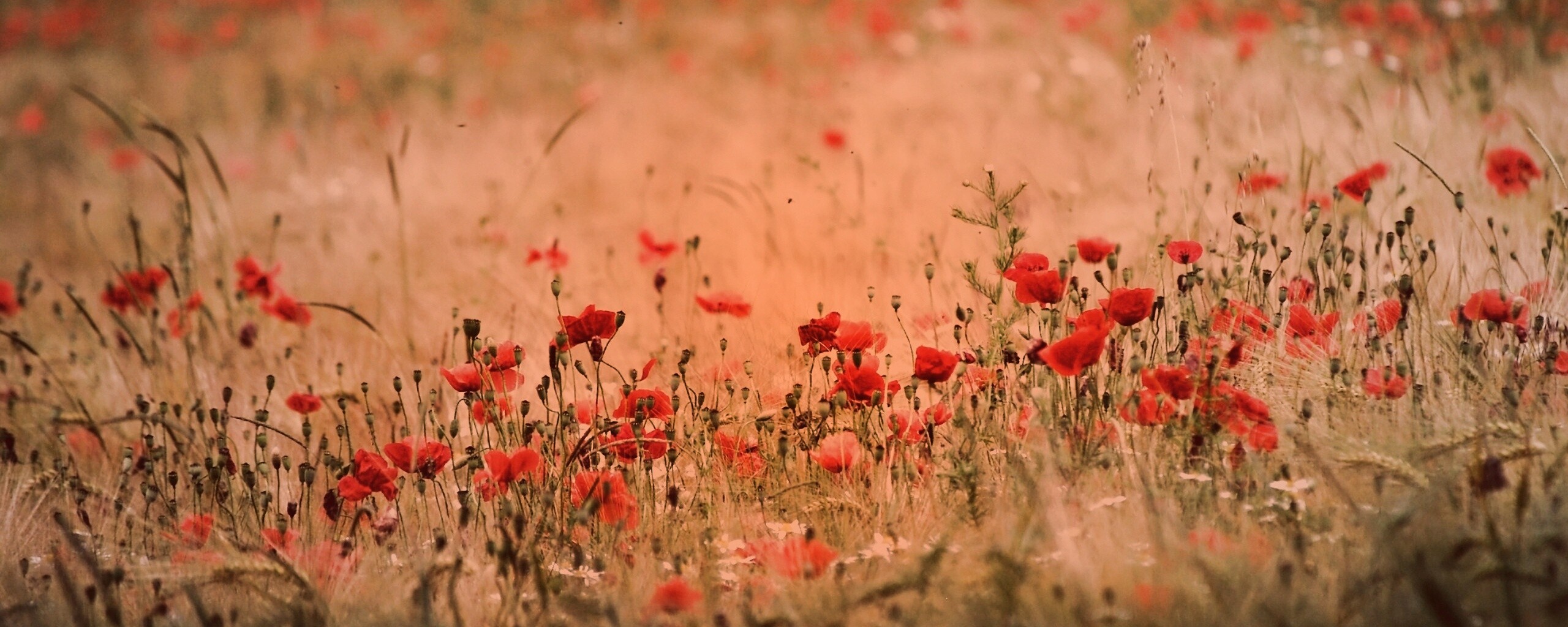 Маковое поле обои