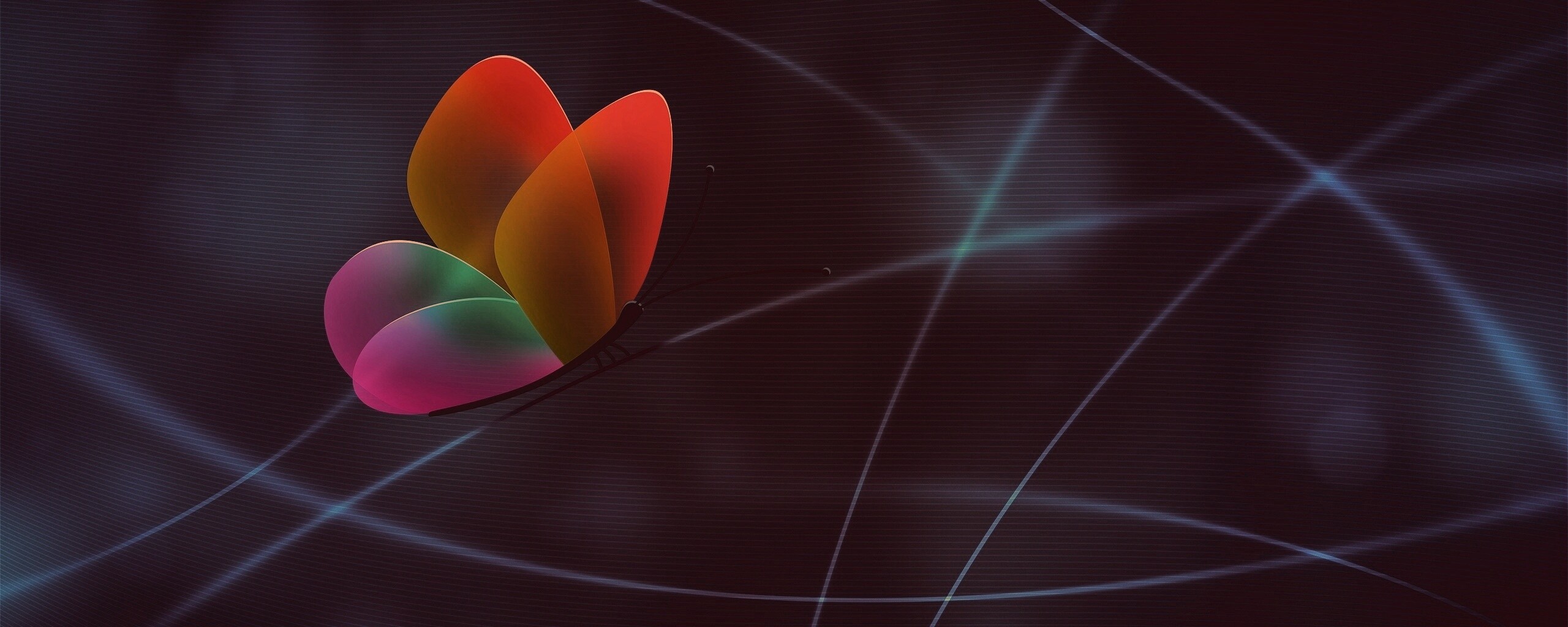 Бабочка с радужными крыльями обои