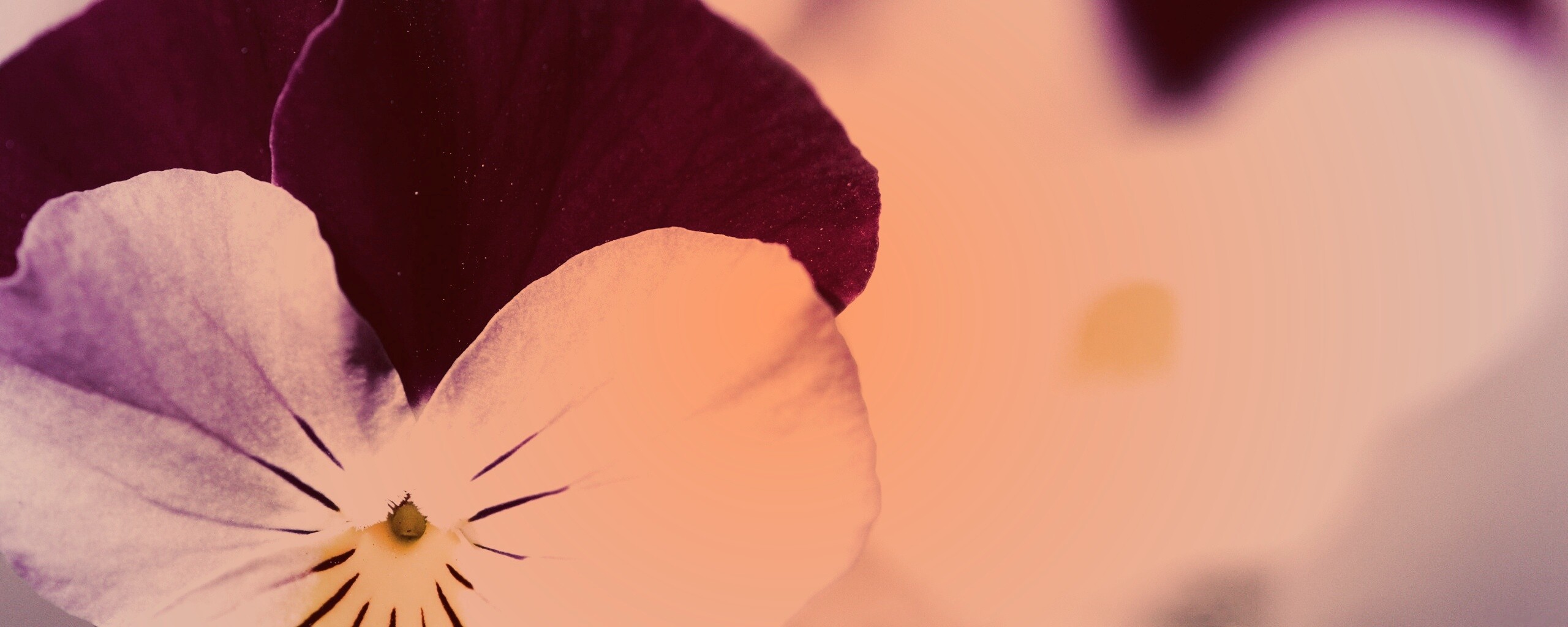 Фиолетовые цветы обои