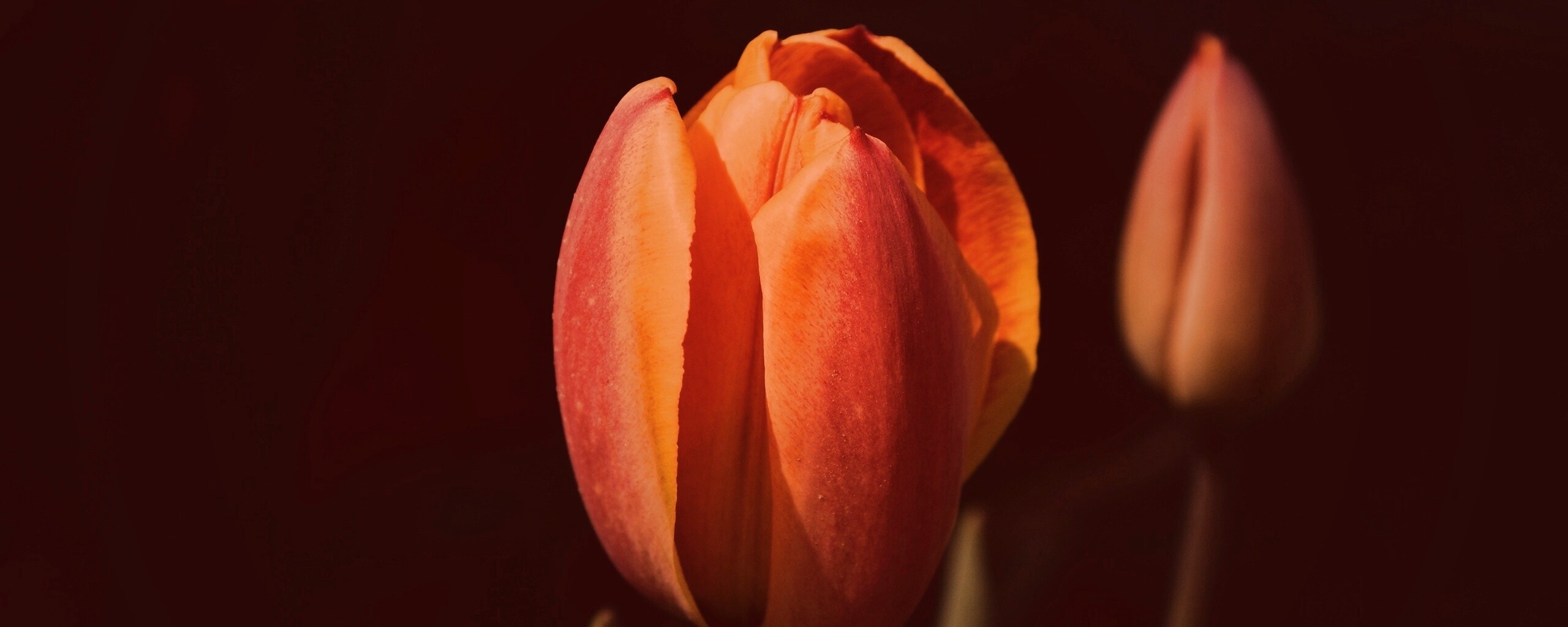 Распускающийся тюльпан обои