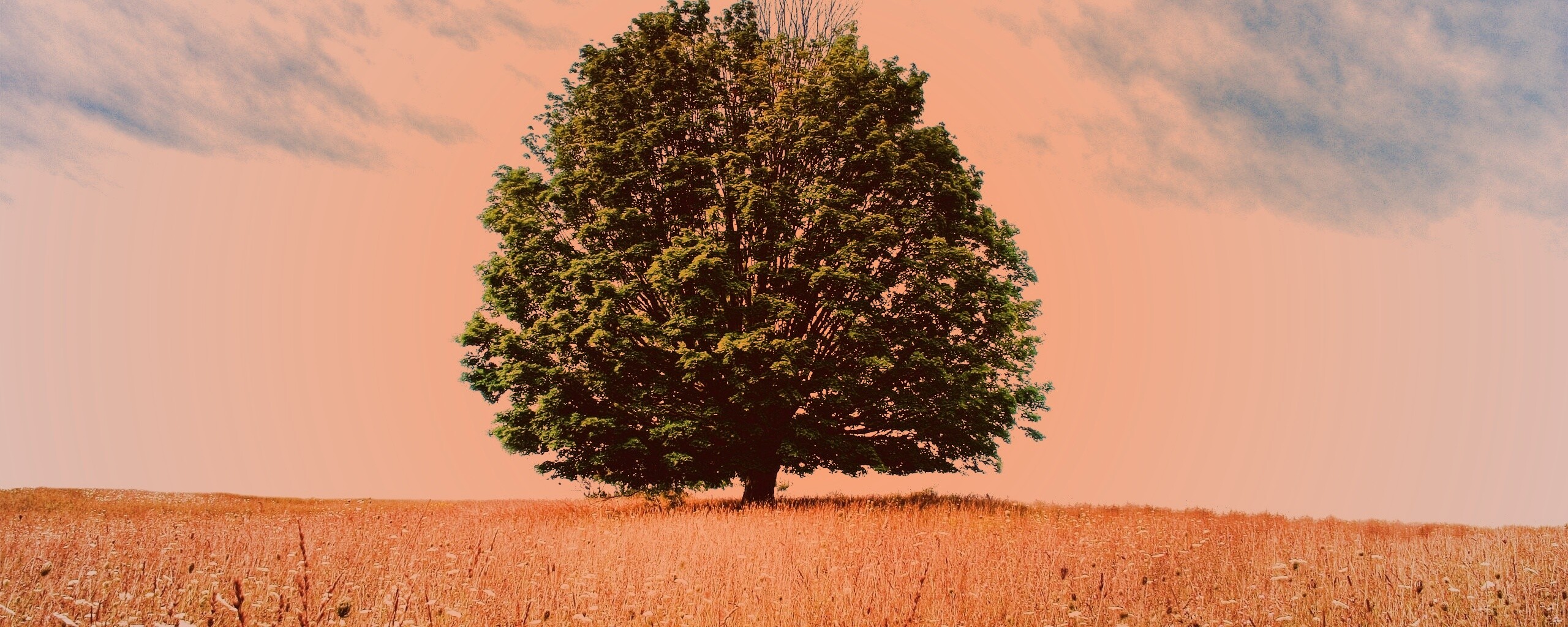 Зеленое дерево в желтом поле обои