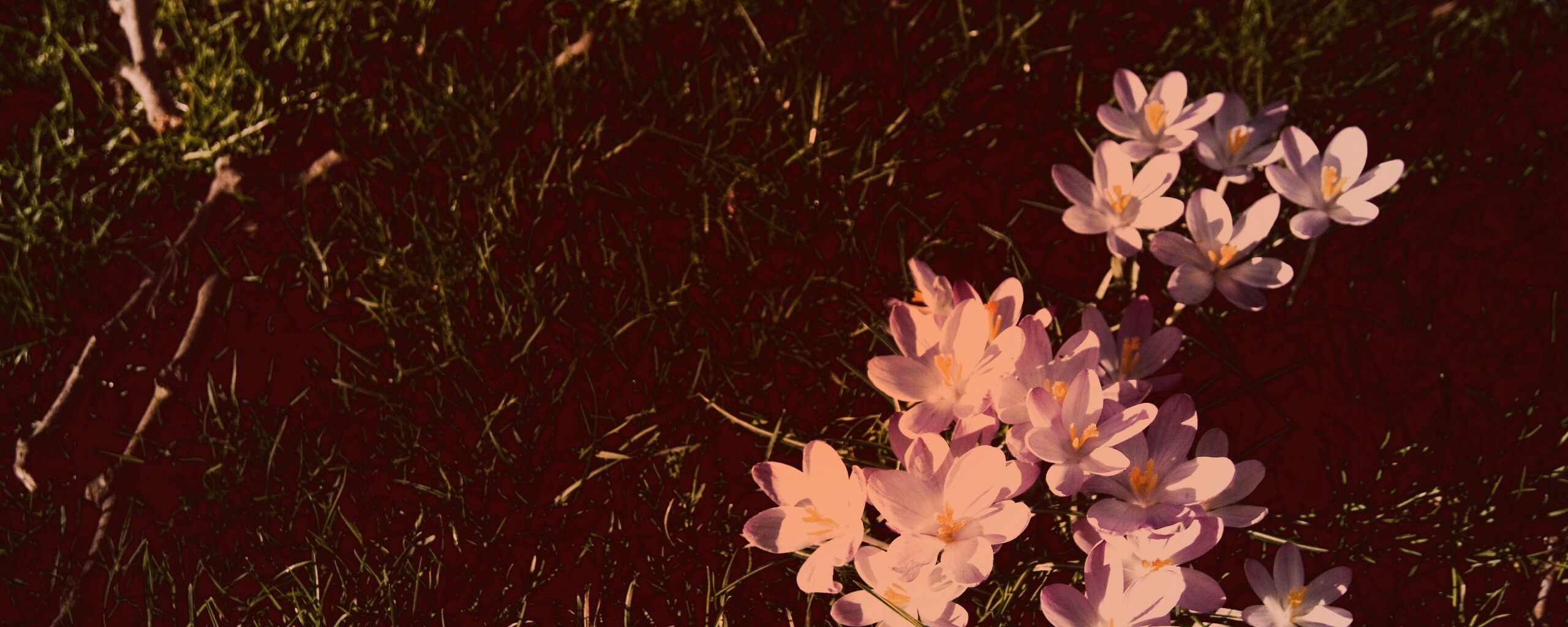 Фиалки на траве обои