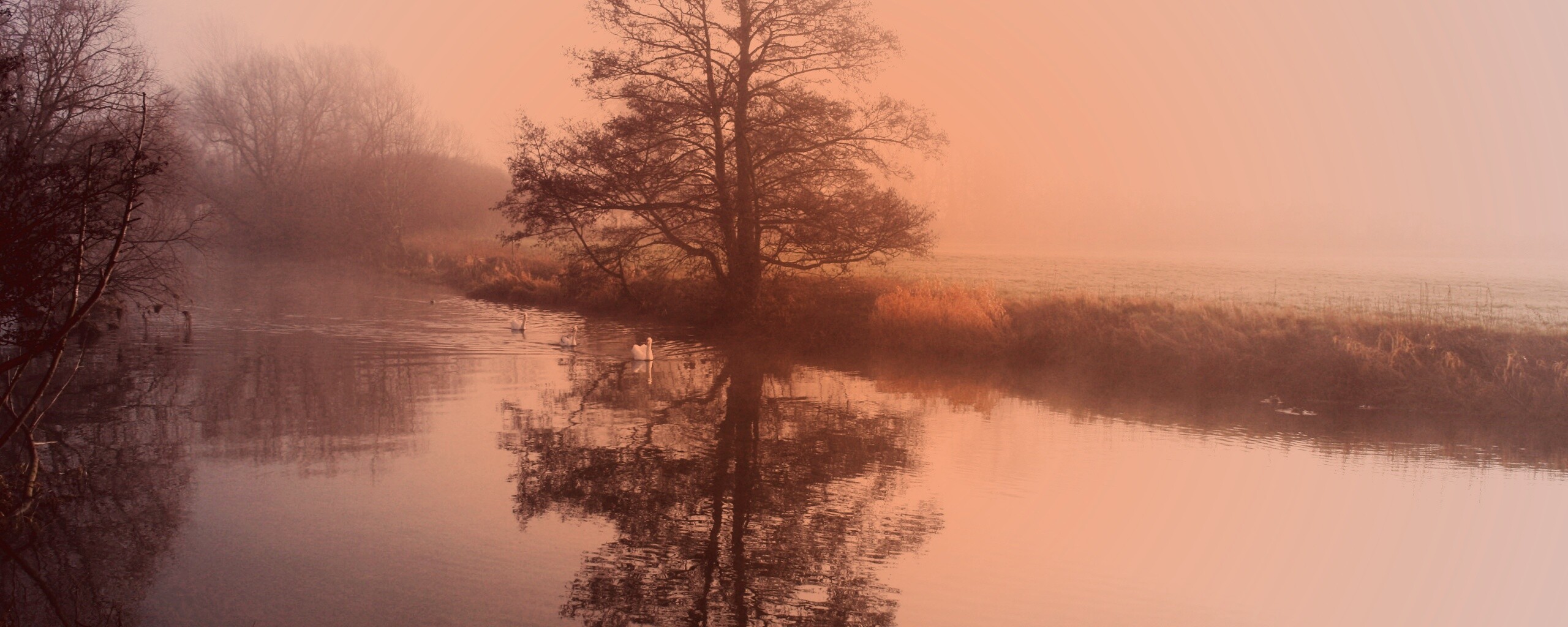 Дерево в тумане обои