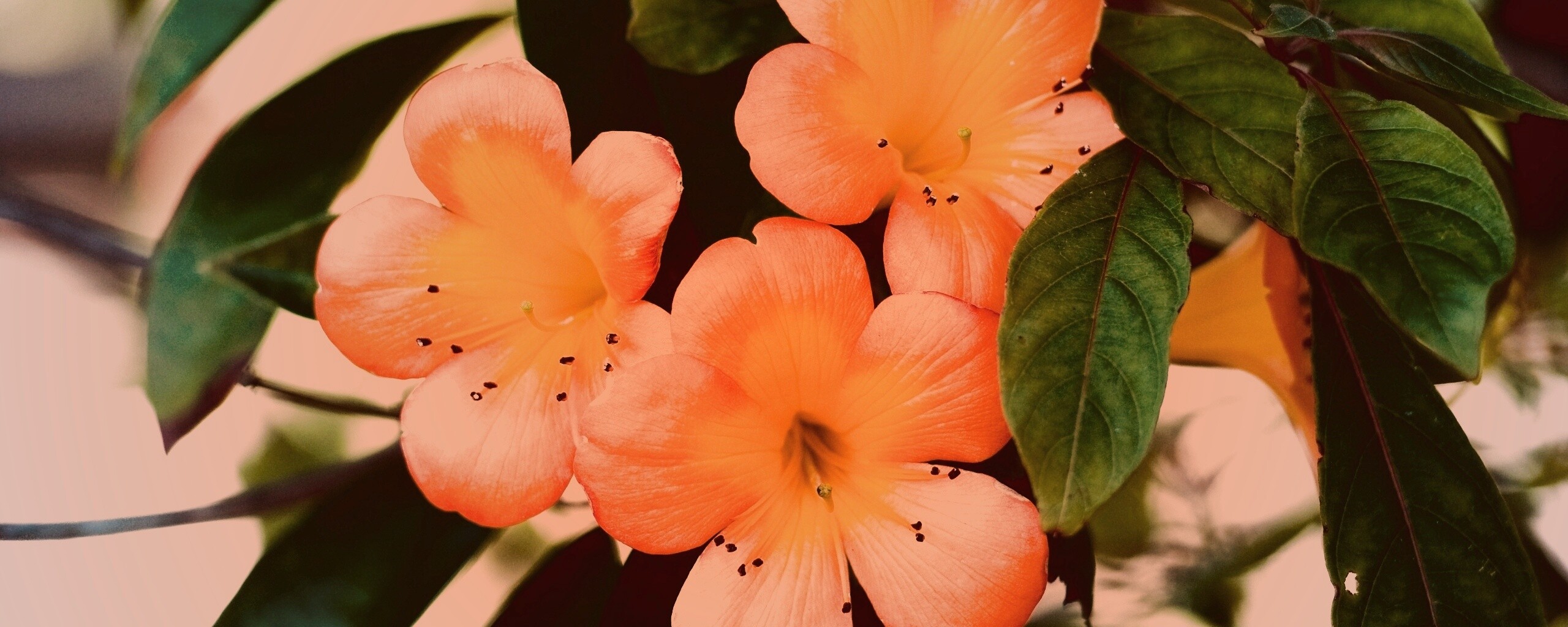 Оранжевые цветочки обои