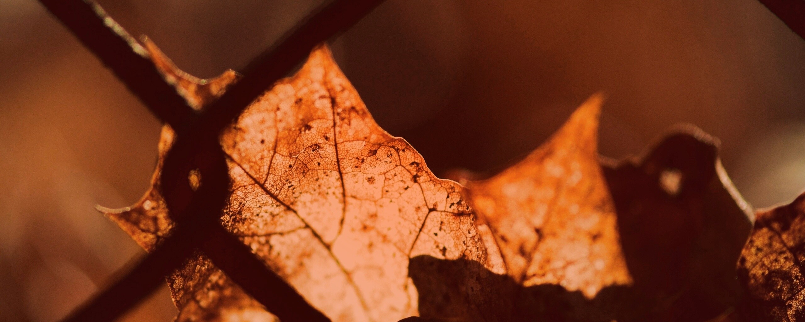 Осенний лист на забором обои