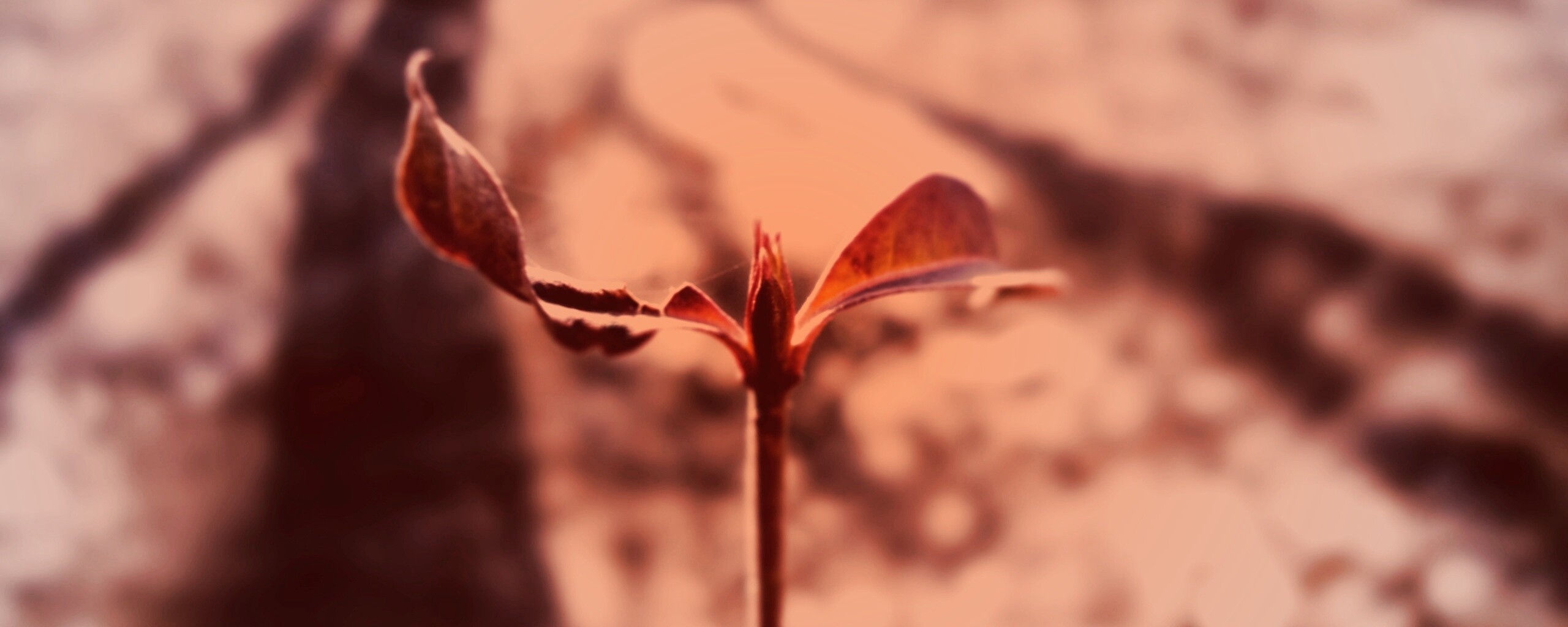 Красный росток обои