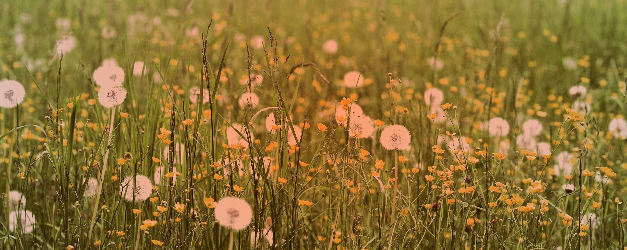 Поле одуванчиков обои