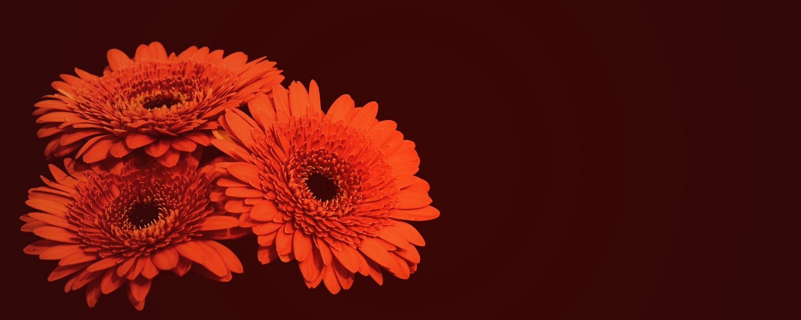 Красные герберы обои