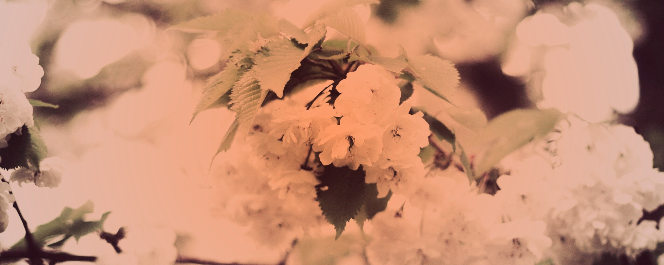 Цветущее дерево обои