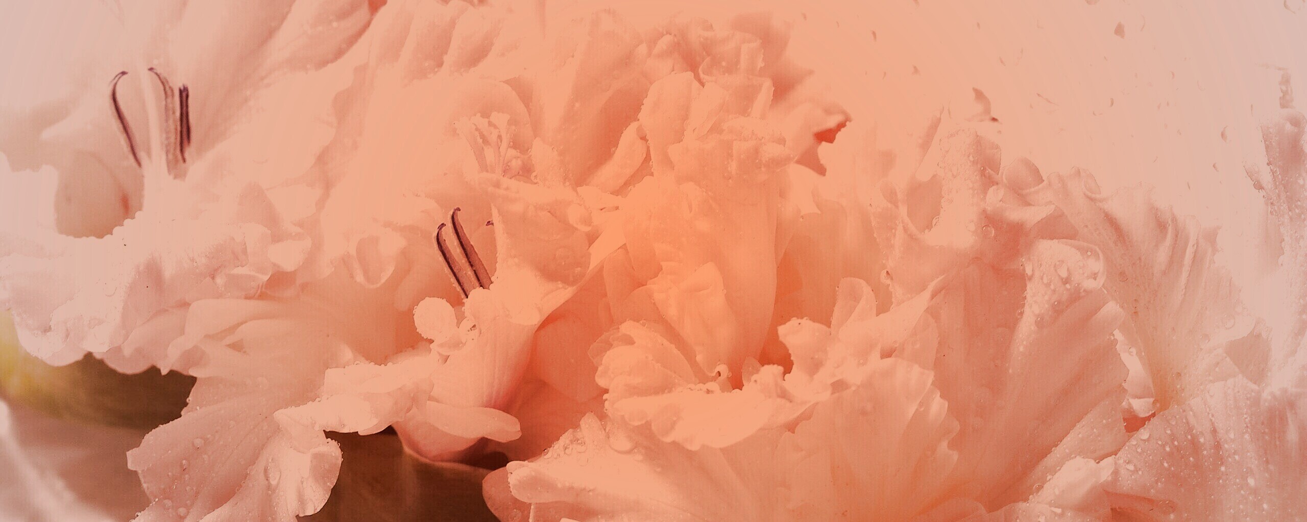 Гладиолус обои