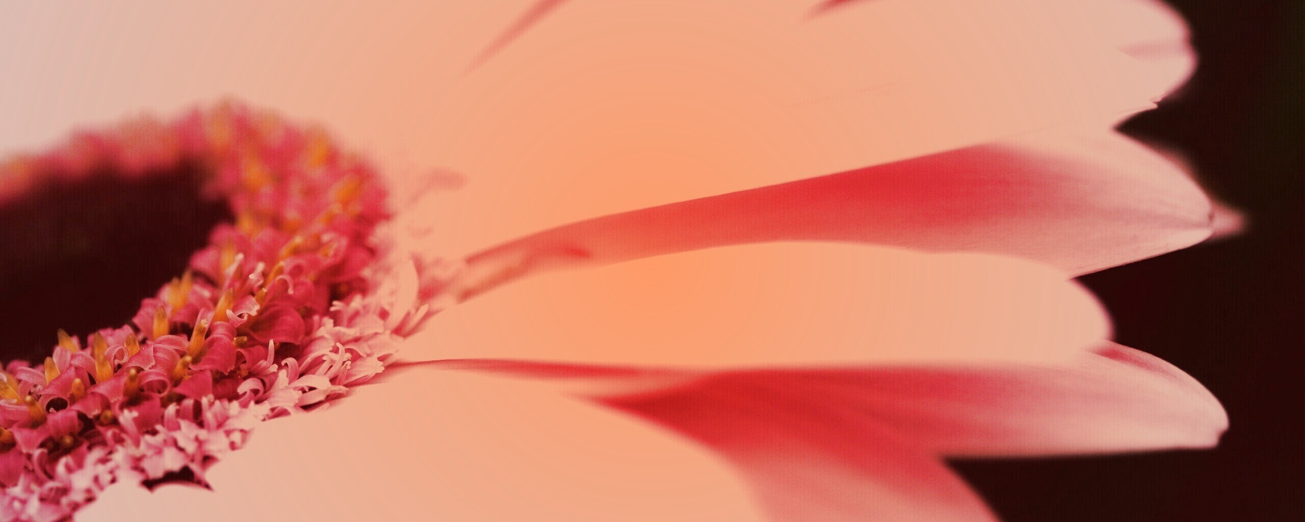 Гербер обои