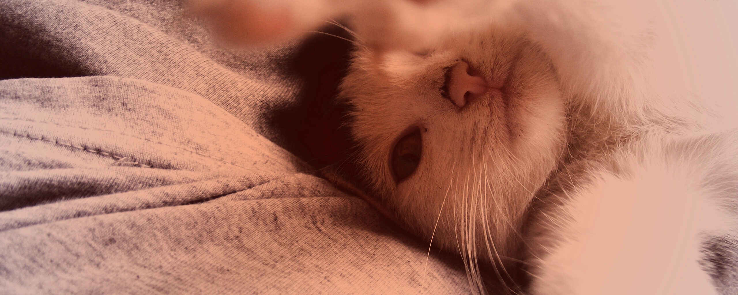 Кот фоткает сам себя обои