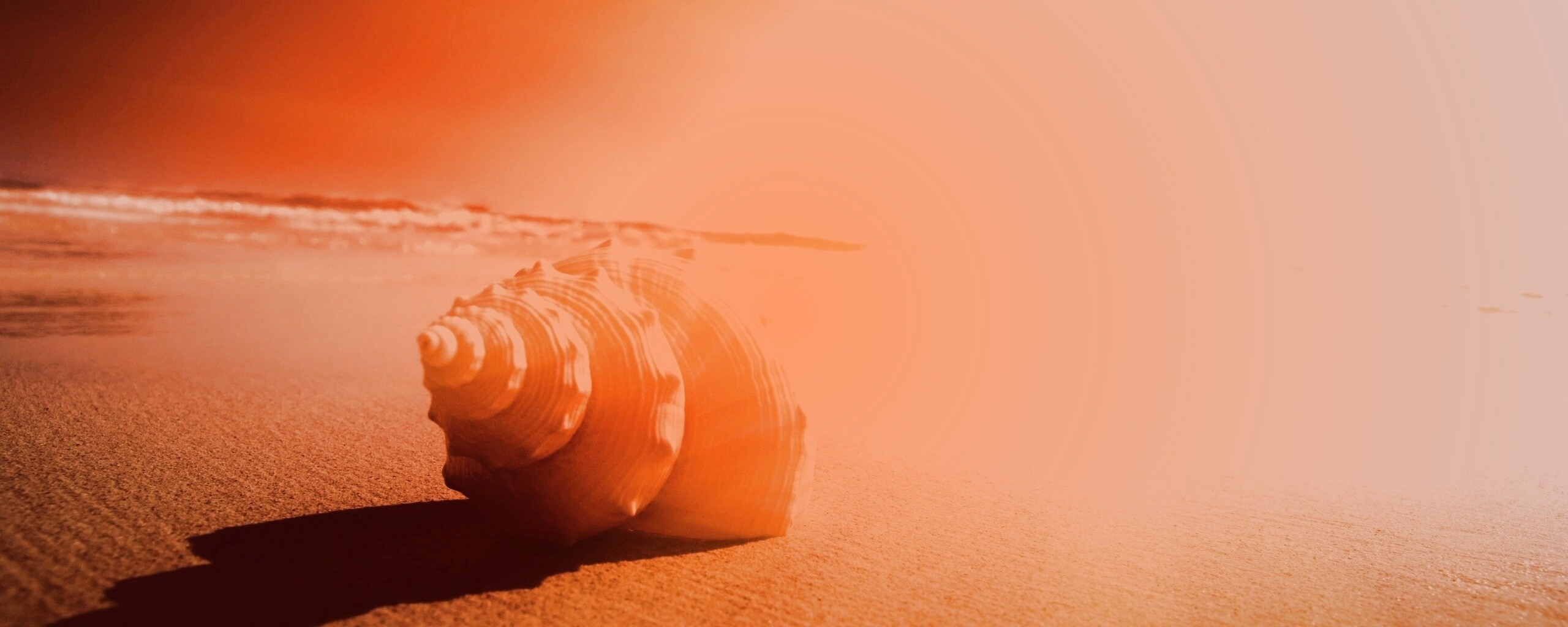 Золотистая ракушка обои