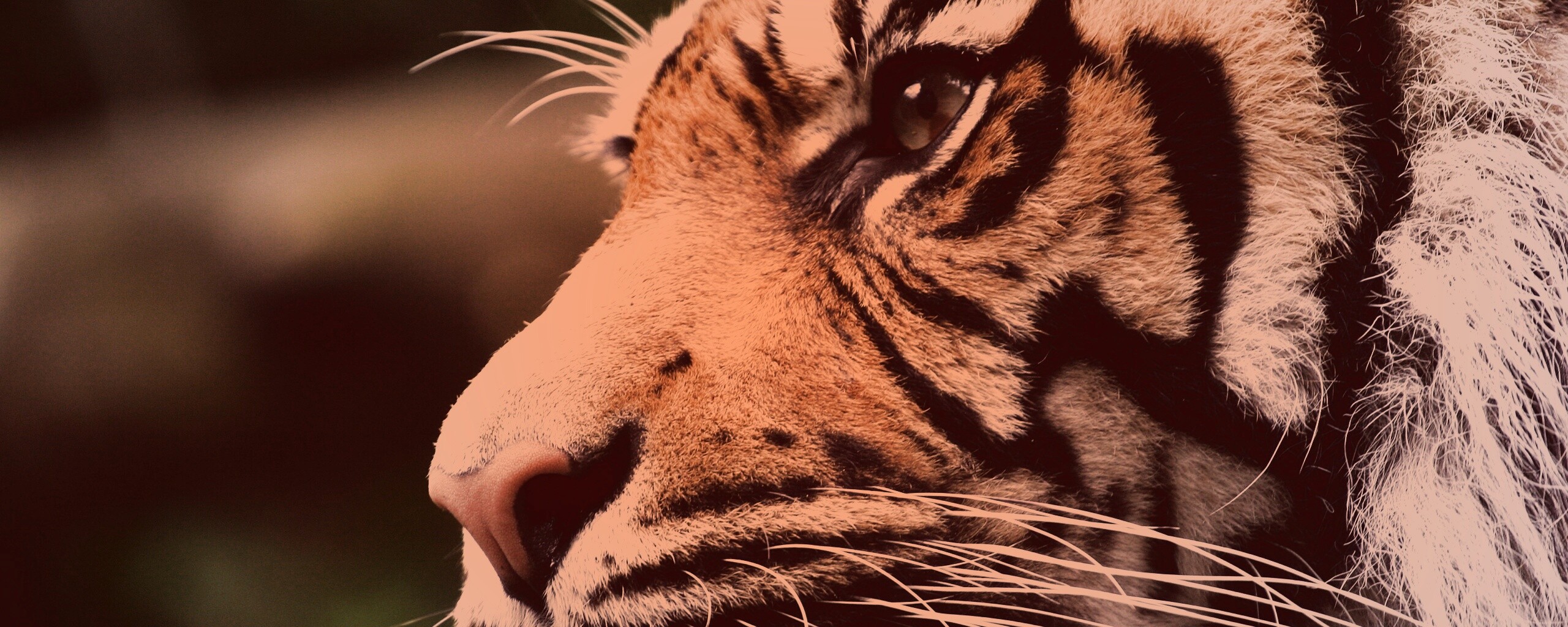 Взгляд тигра обои