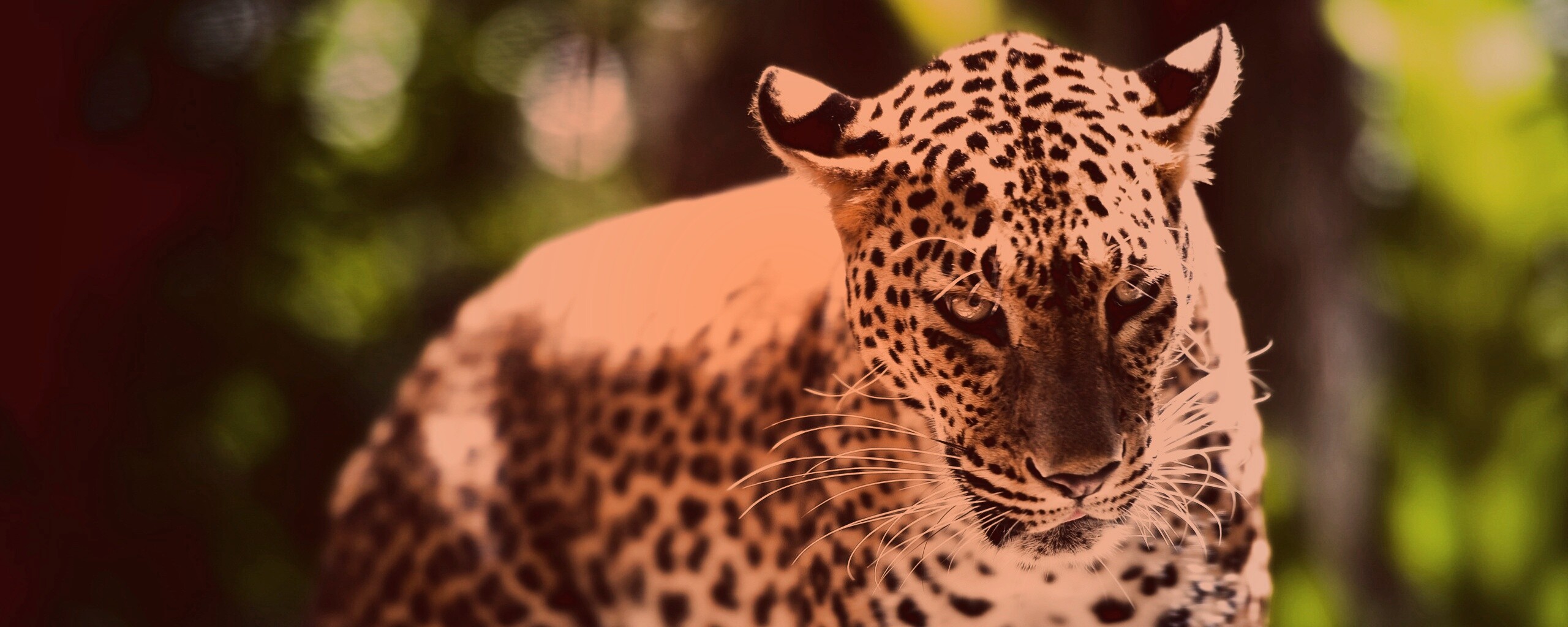 Леопард в сингапурском зоопарке обои