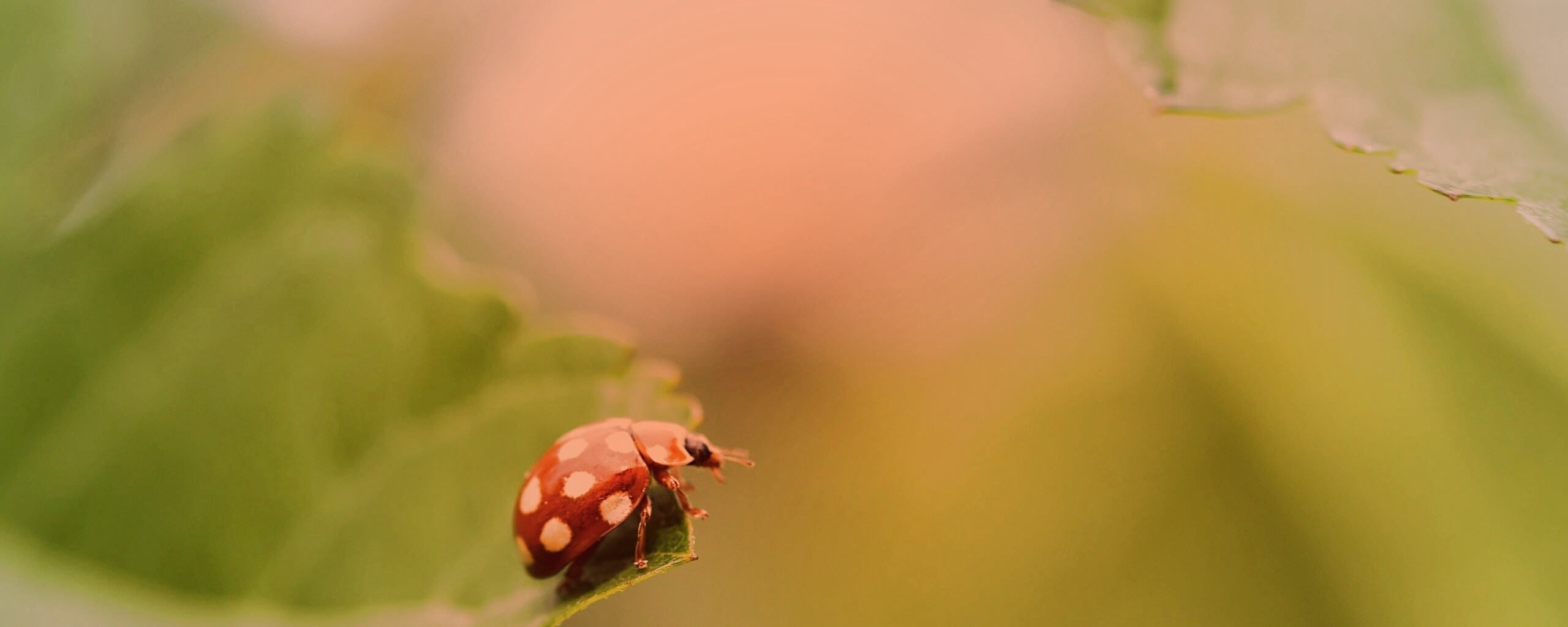 Божья коровка обои