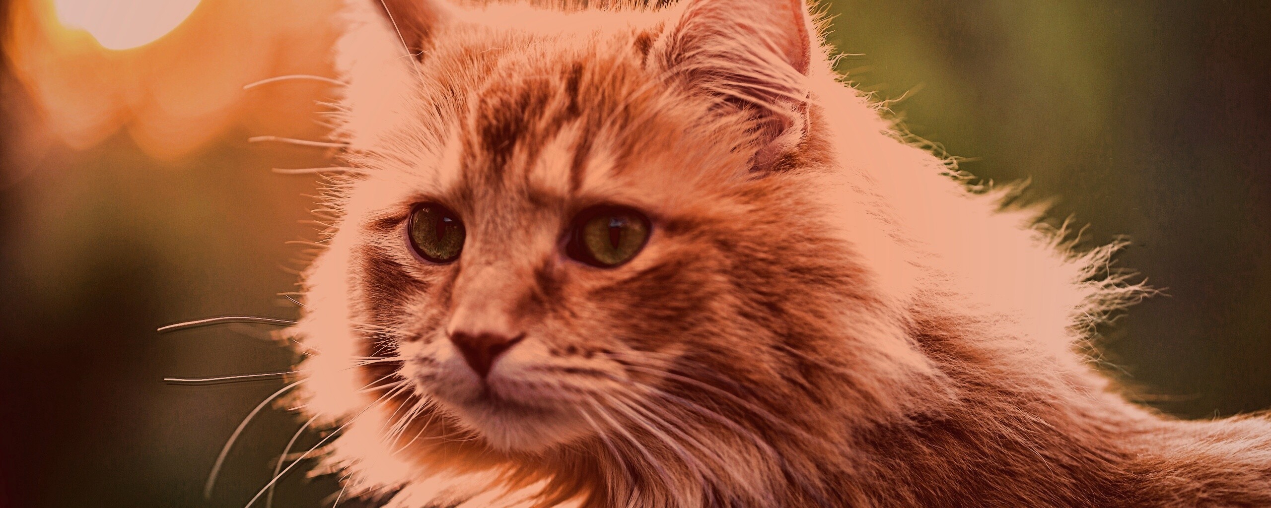 Рыжий кот в лучах солнца обои