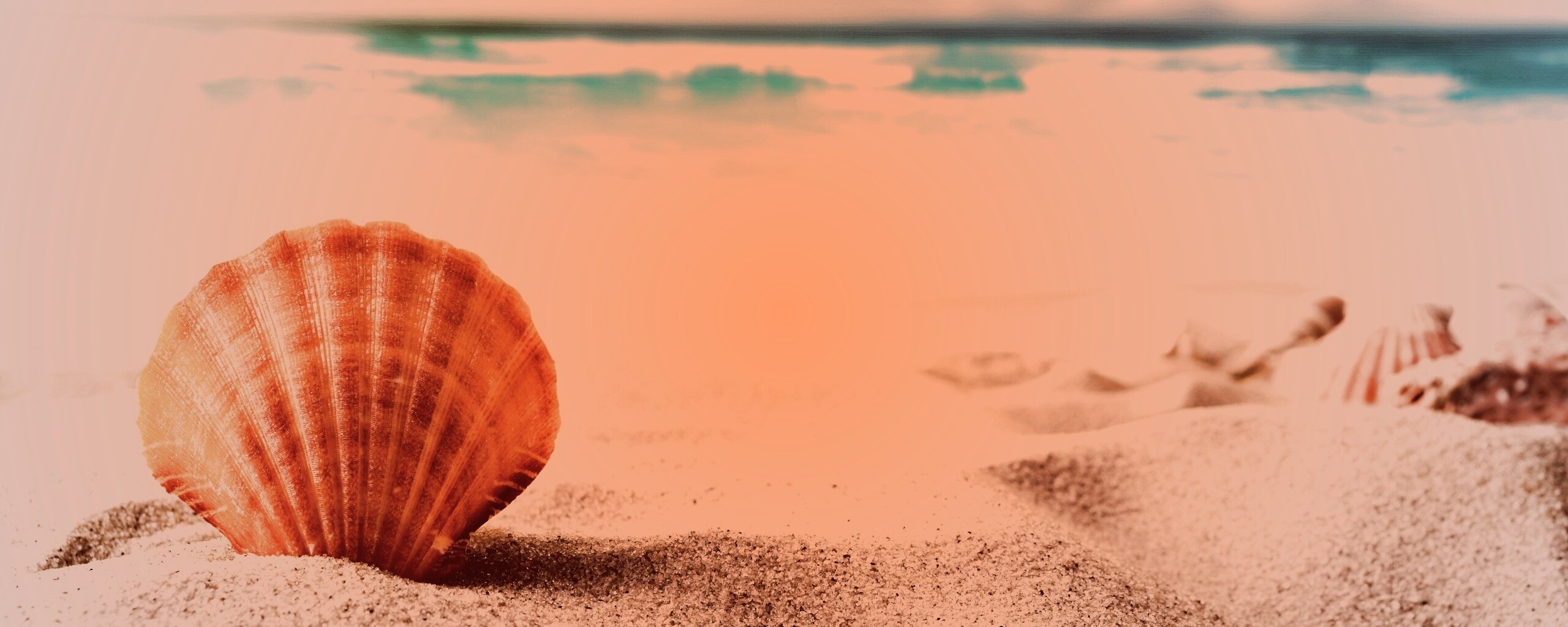 Раковина на летнем бережке обои