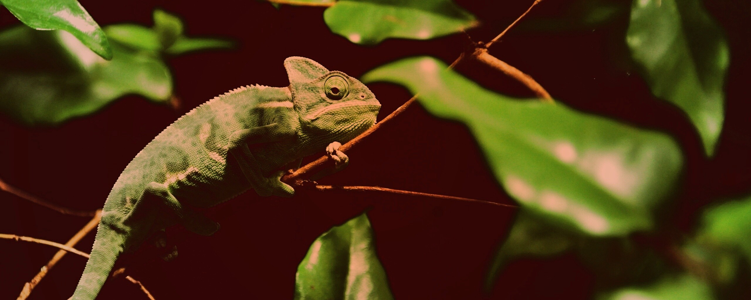 Хамелеон в листве обои