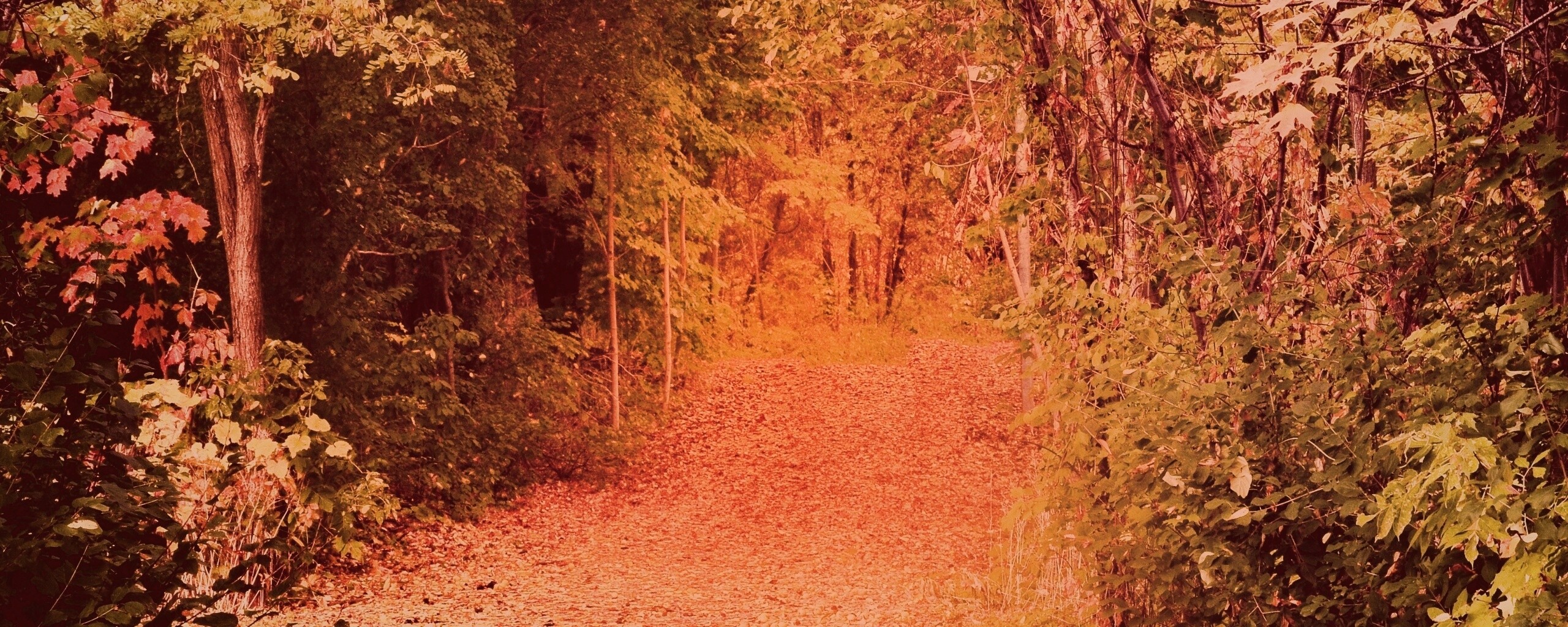 Дорожка в осеннем лесу обои