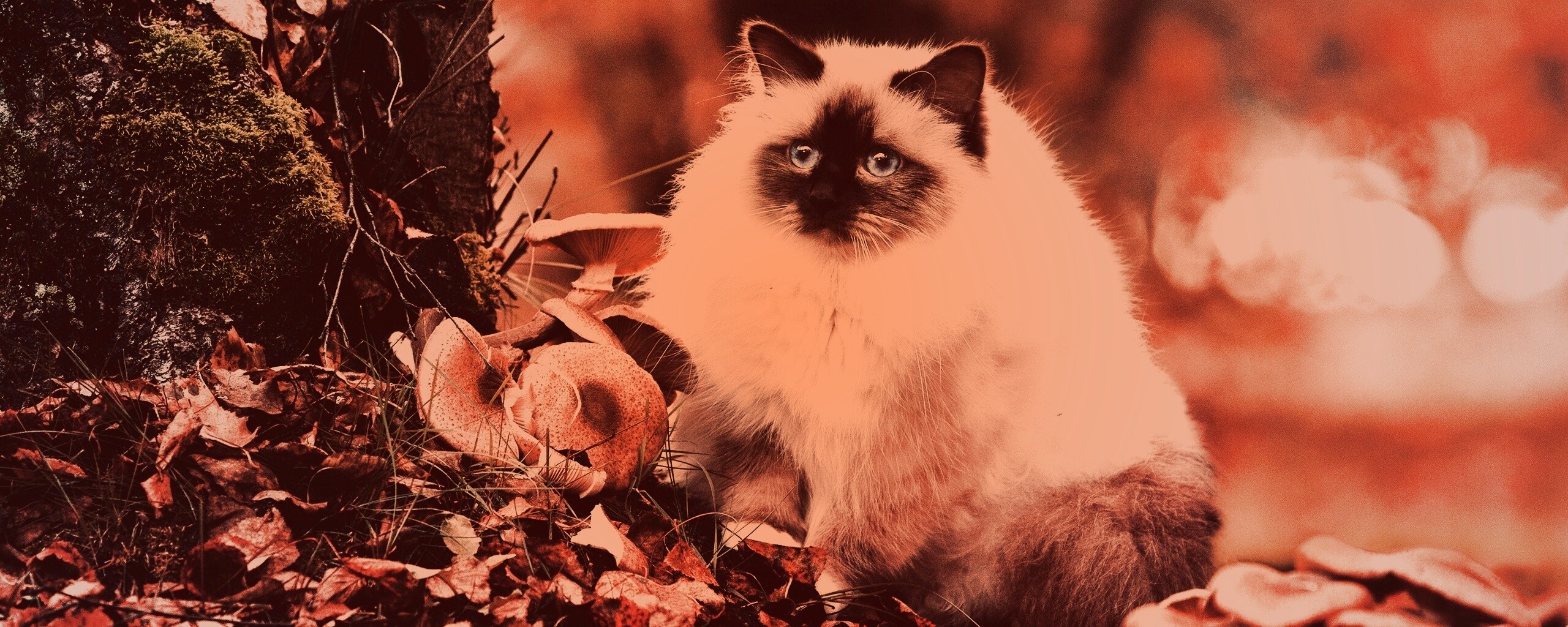 Пушистый кот среди пожелтевшей листвы обои