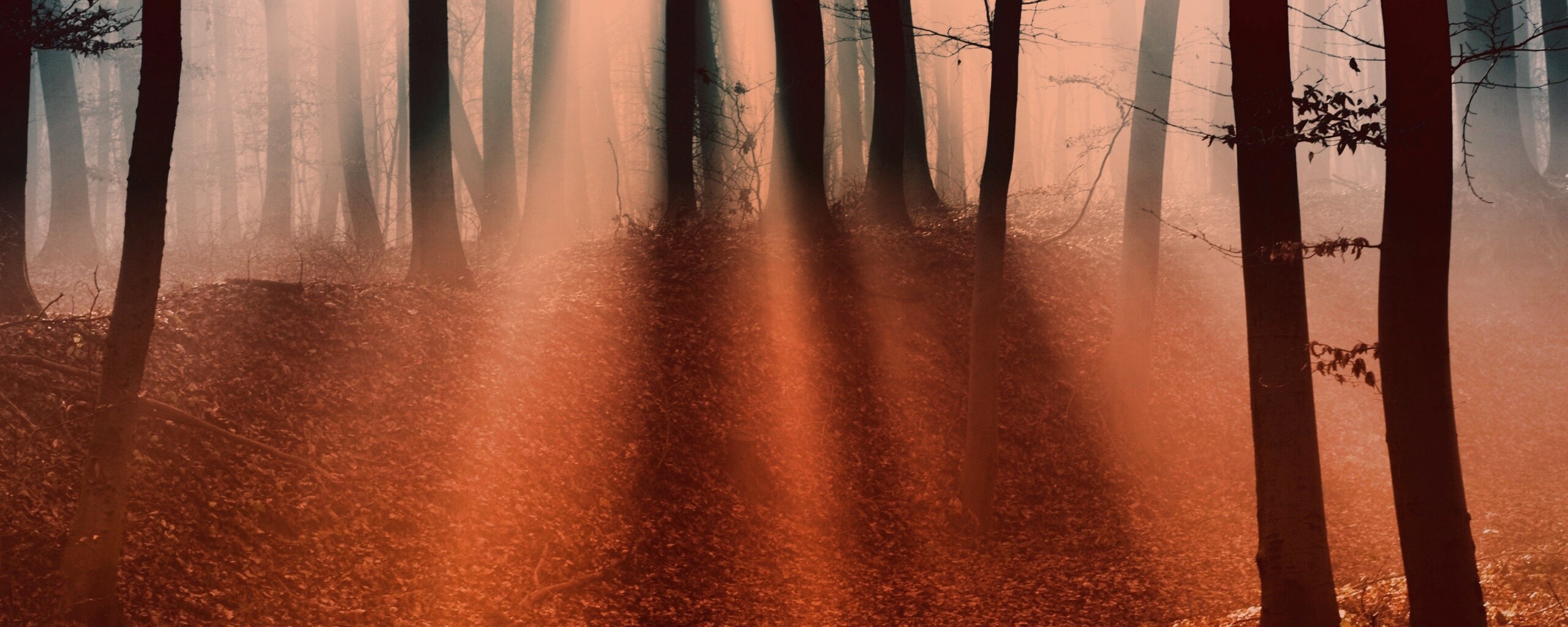 Мистические лес обои