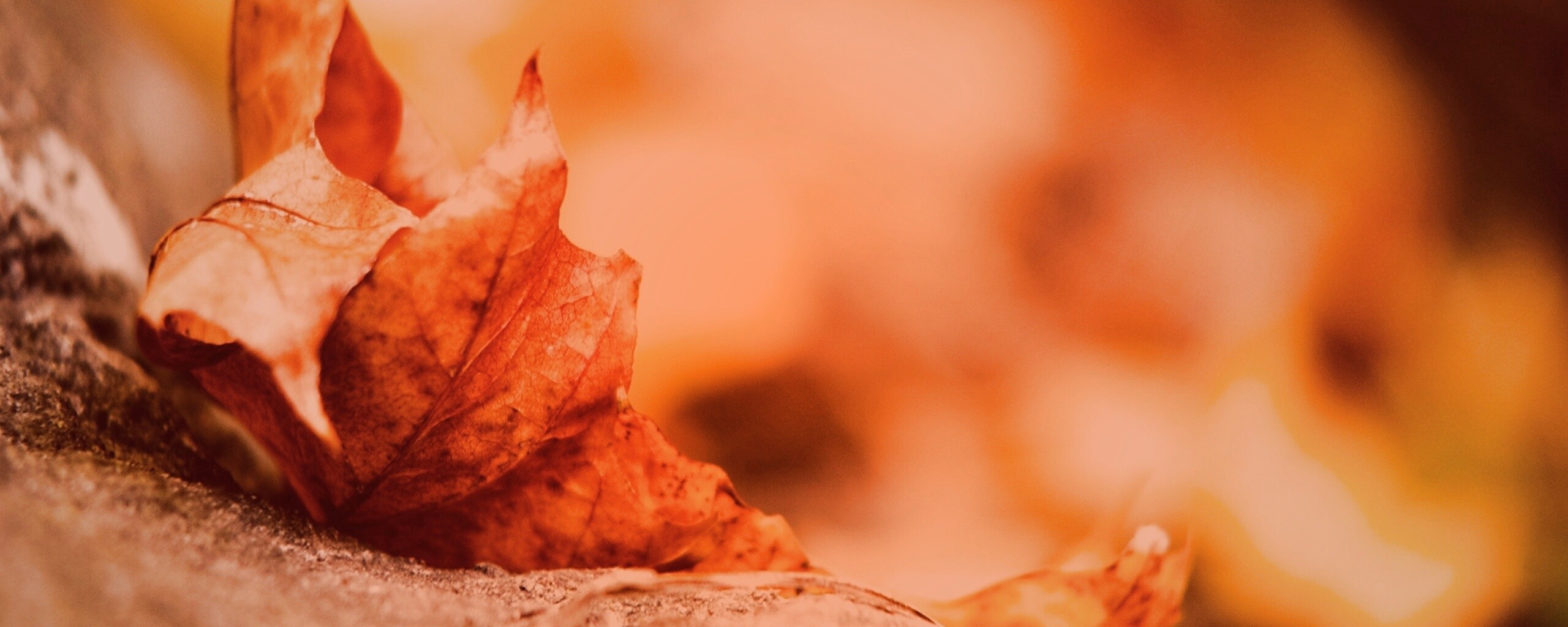 Пламенеющий осенний лист обои