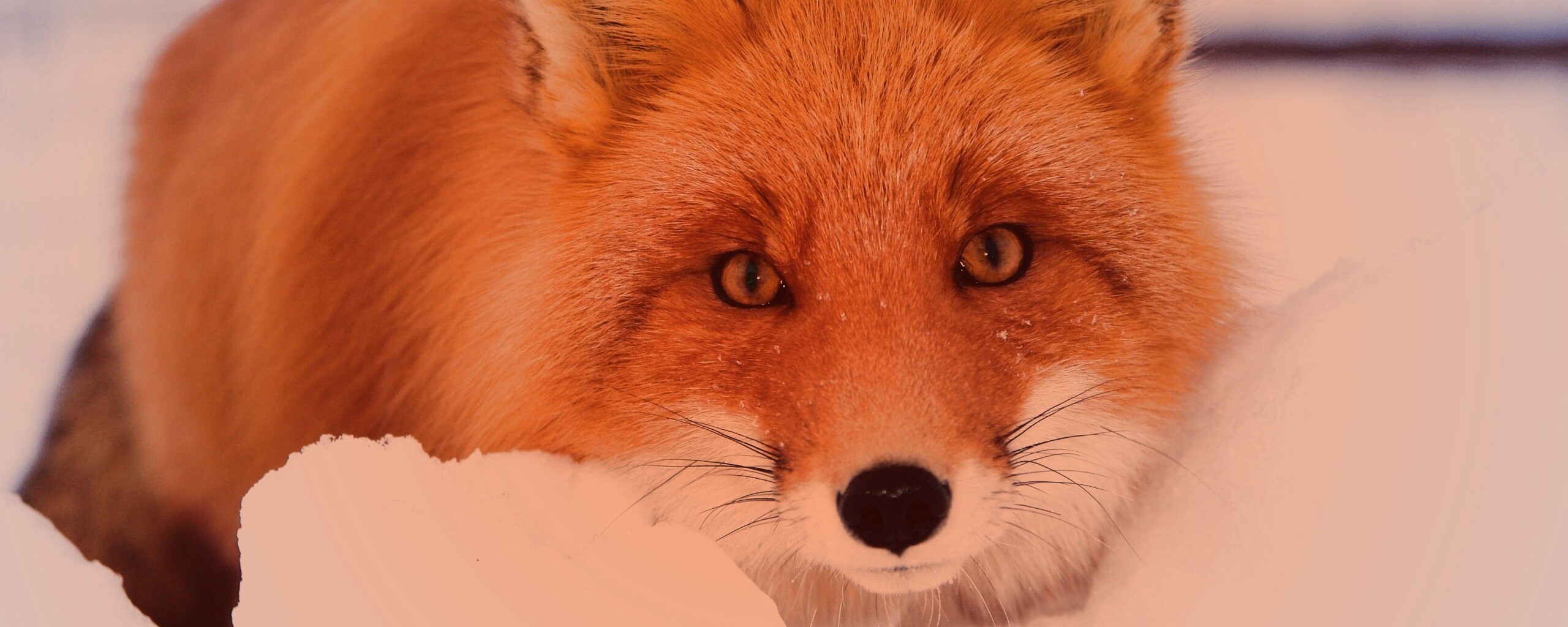 Рыжая лиса в снегу обои