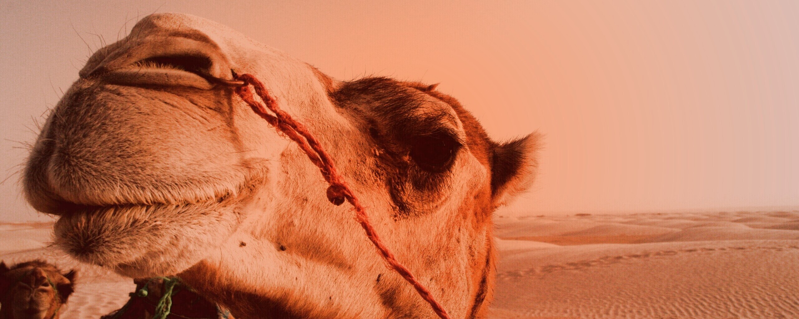 Верблюд обои
