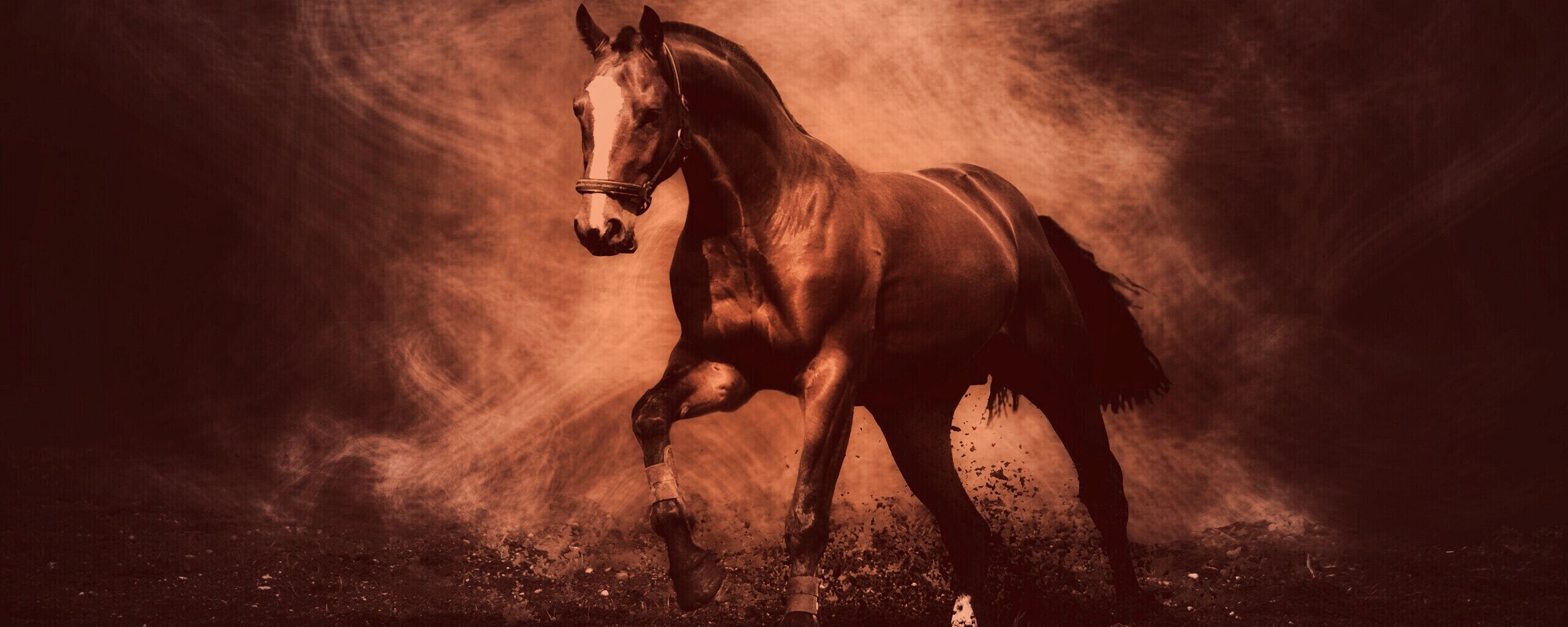 Лошадь обои