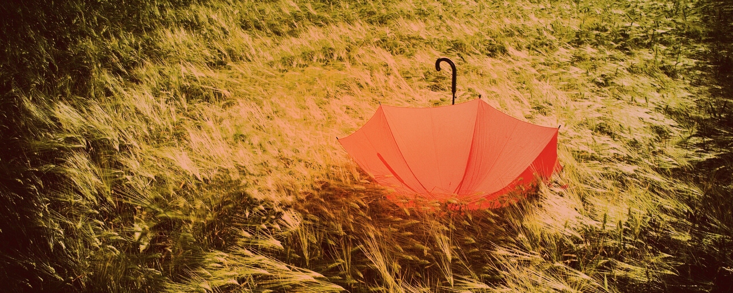 Зонт на траве обои