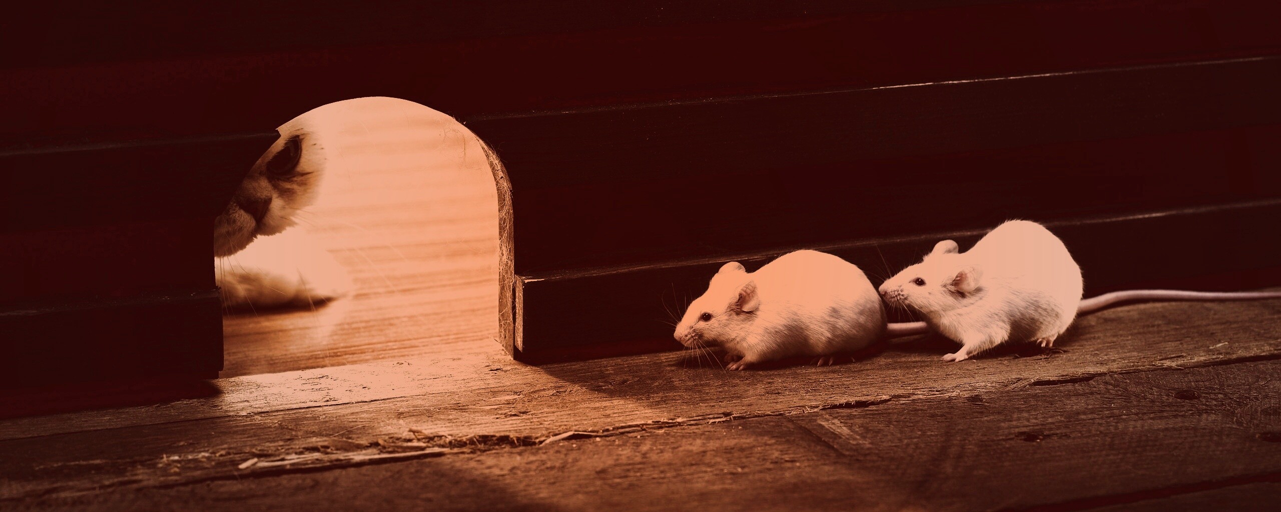 Кошки - мышки обои